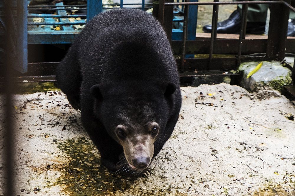 Coronavirus Un Medicament A Base De Bile D Ours