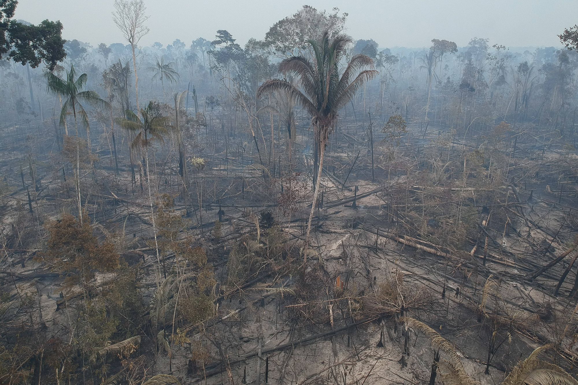 Deforestation De L Amazonie Plainte Pour Crime Contre L Humanite Contre Bolsonaro Devant La Cpi