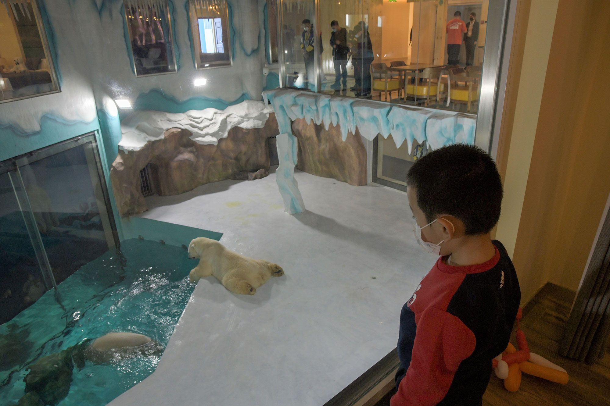 Des Ours Polaires Enfermes Dans Un Hotel En Chine Les Images De La Honte