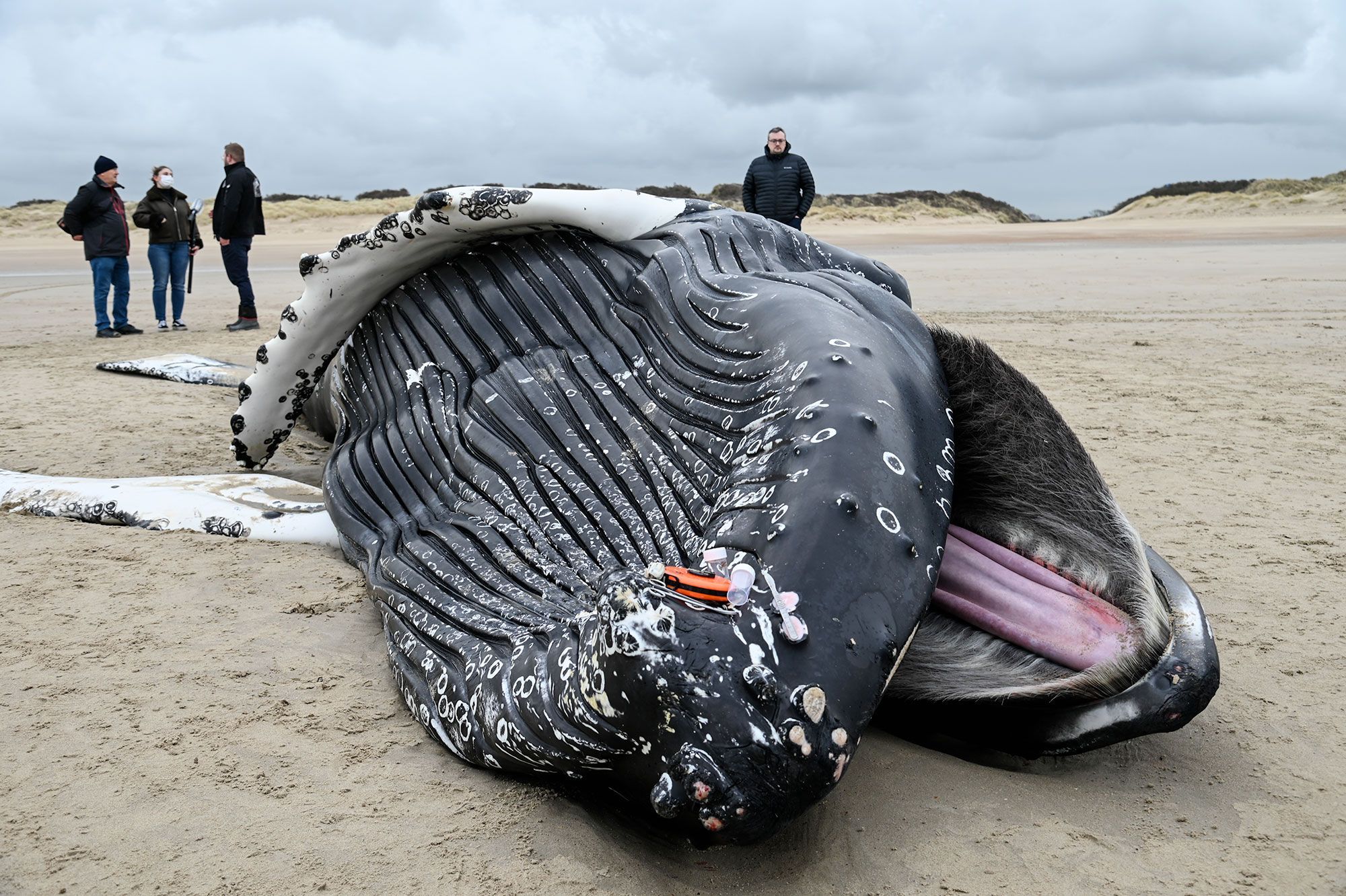 https://resize-parismatch.lanmedia.fr/img/var/news/storage/images/paris-match/actu/environnement/en-images-une-baleine-a-bosse-de-presque-10-metres-s-echoue-sur-une-plage-du-pas-de-calais-1787336/29347776-1-fre-FR/En-images-une-baleine-a-bosse-de-presque-10-metres-s-echoue-sur-une-plage-du-Pas-de-Calais.jpg