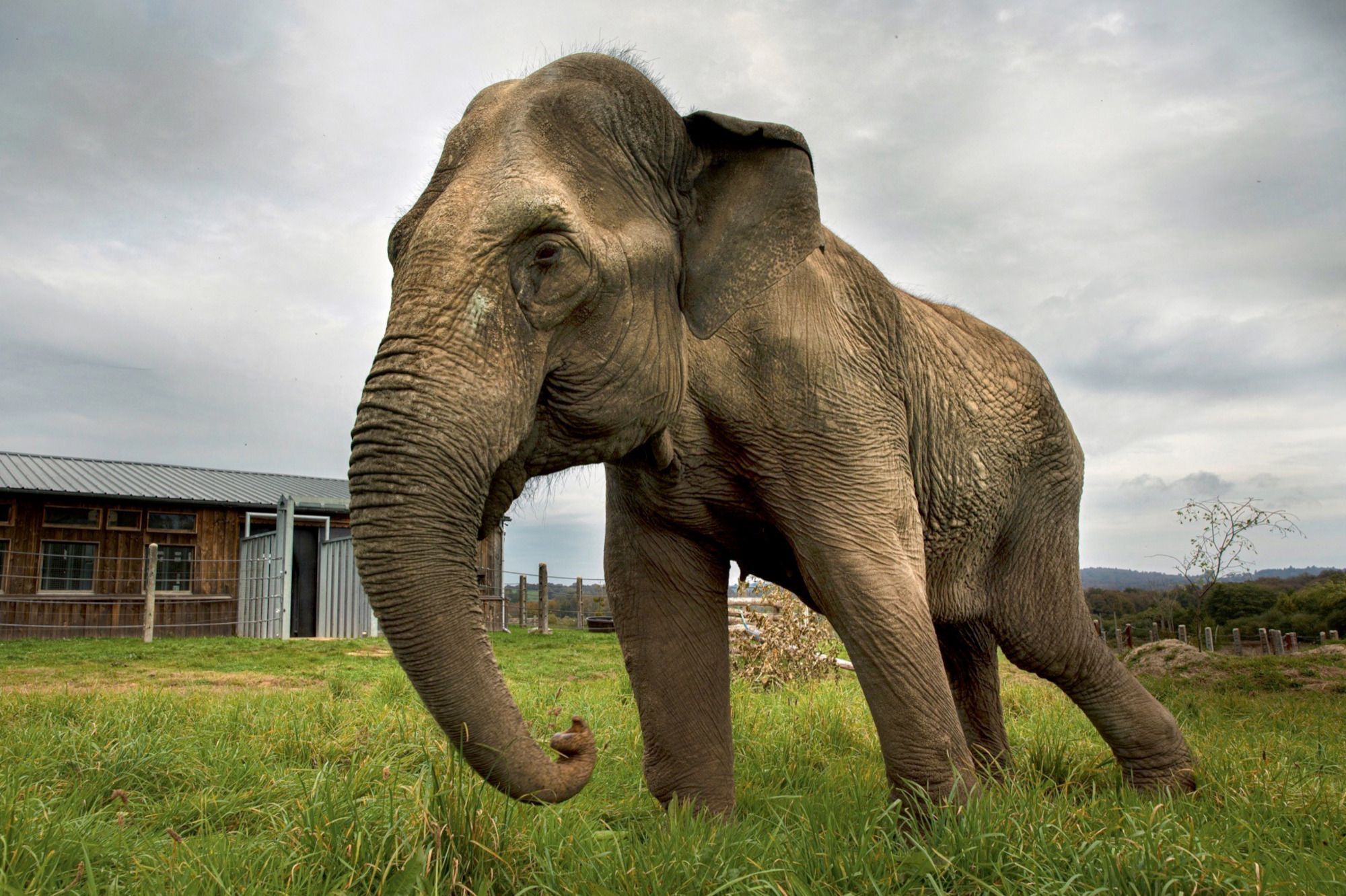 Heureux Comme Un Elephant En France