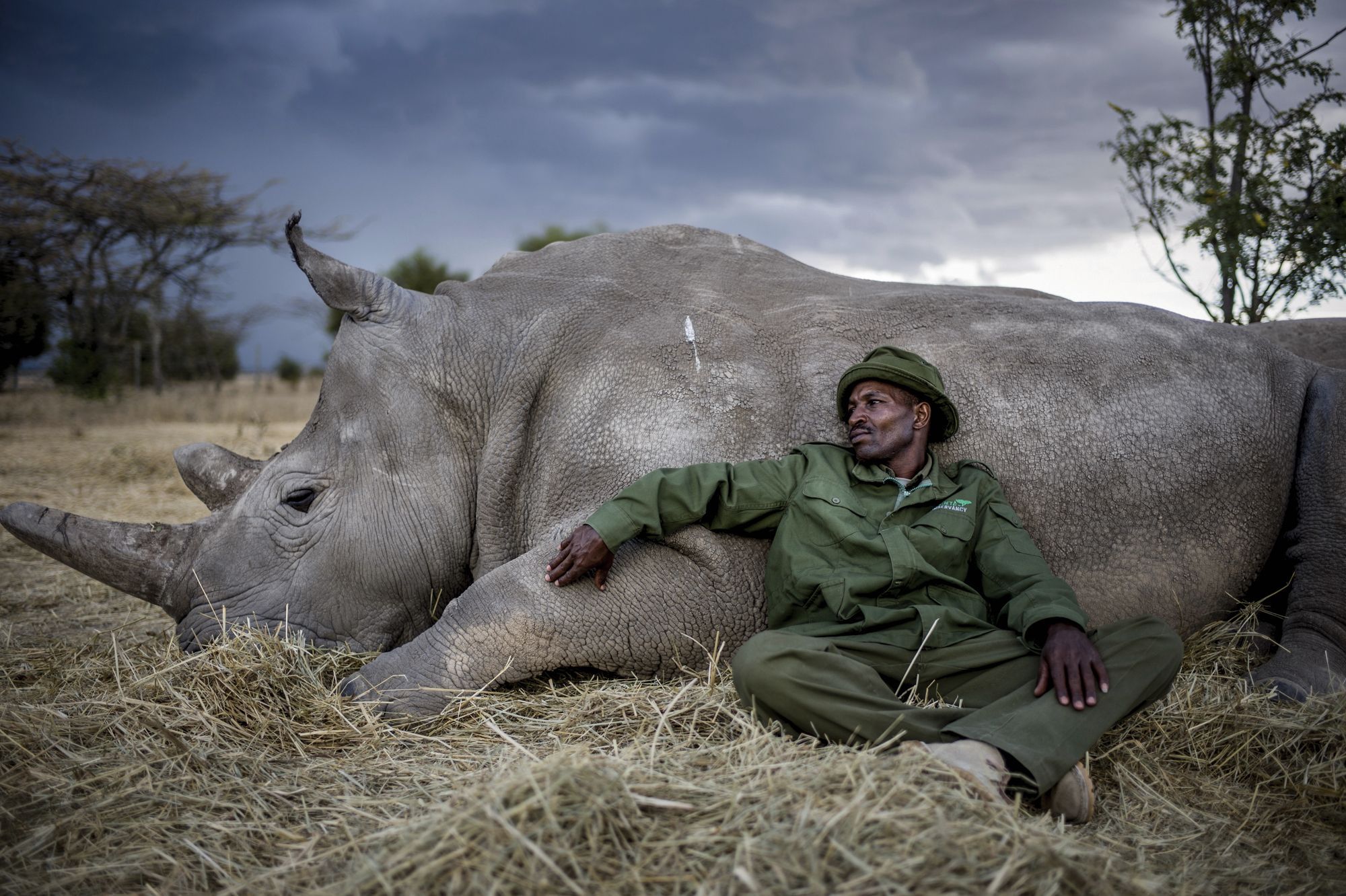 Il Faut Sauver Les Rhinoceros