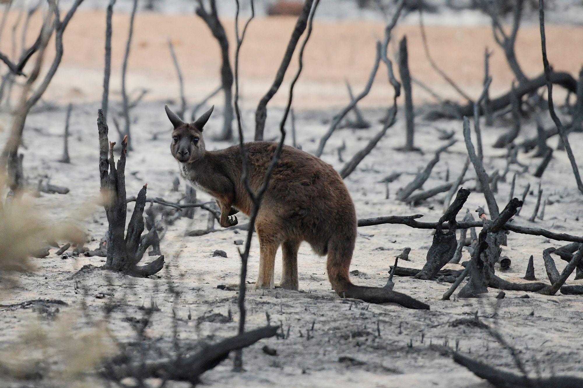 Incendies en Australie : bilan catastrophique pour les animaux et ...