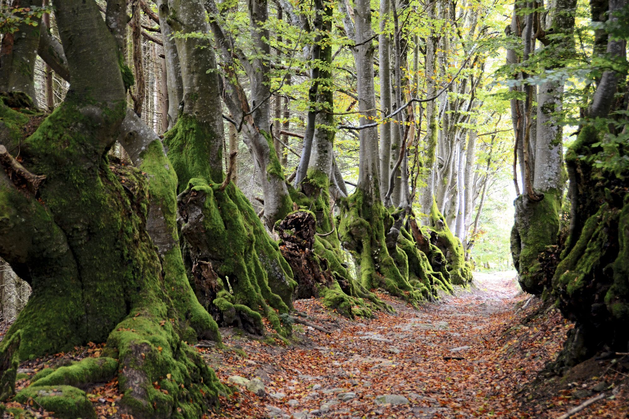 L'arbre sort du bois
