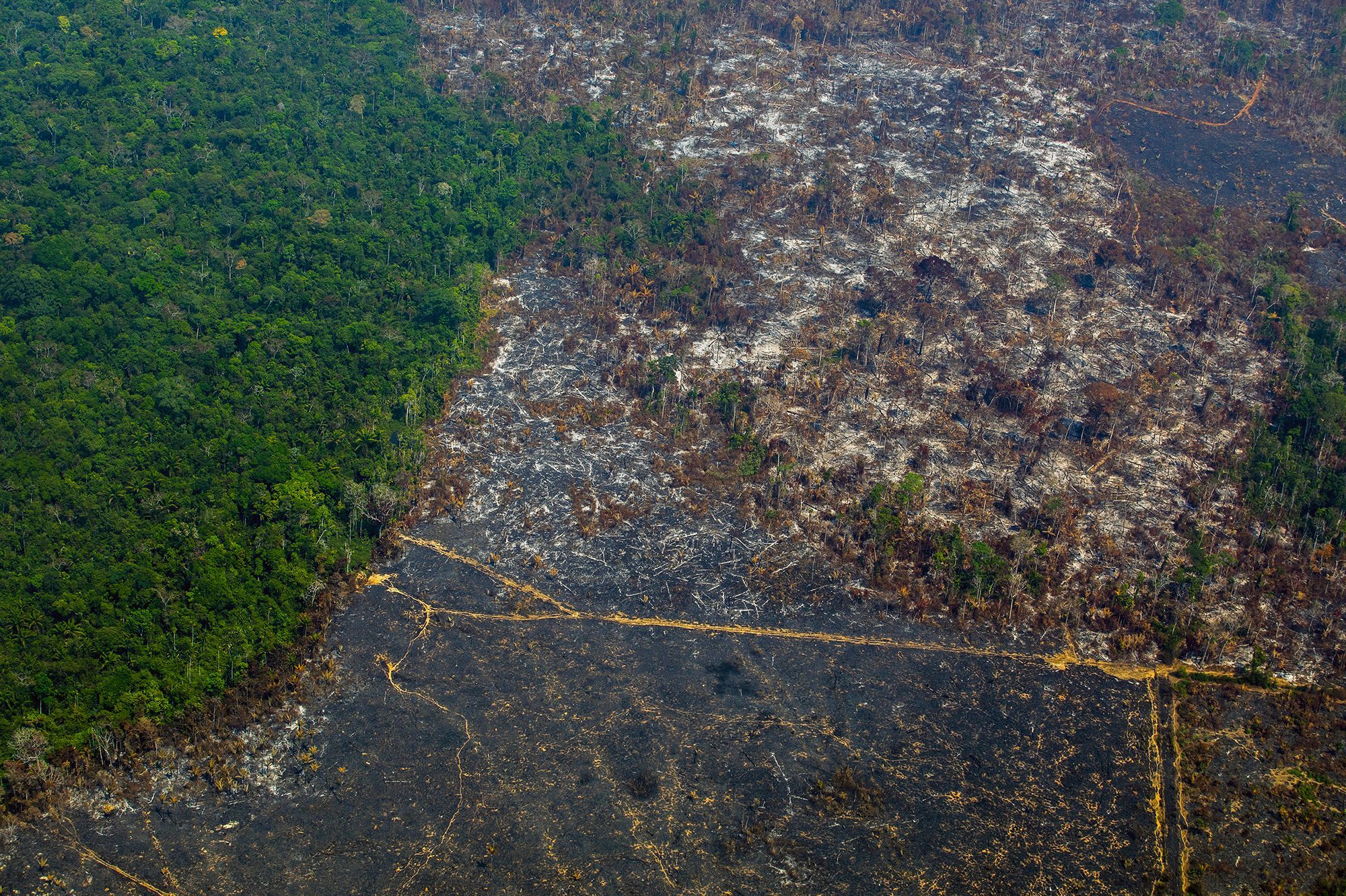 La Deforestation En Amazonie Au Plus Haut Depuis 08