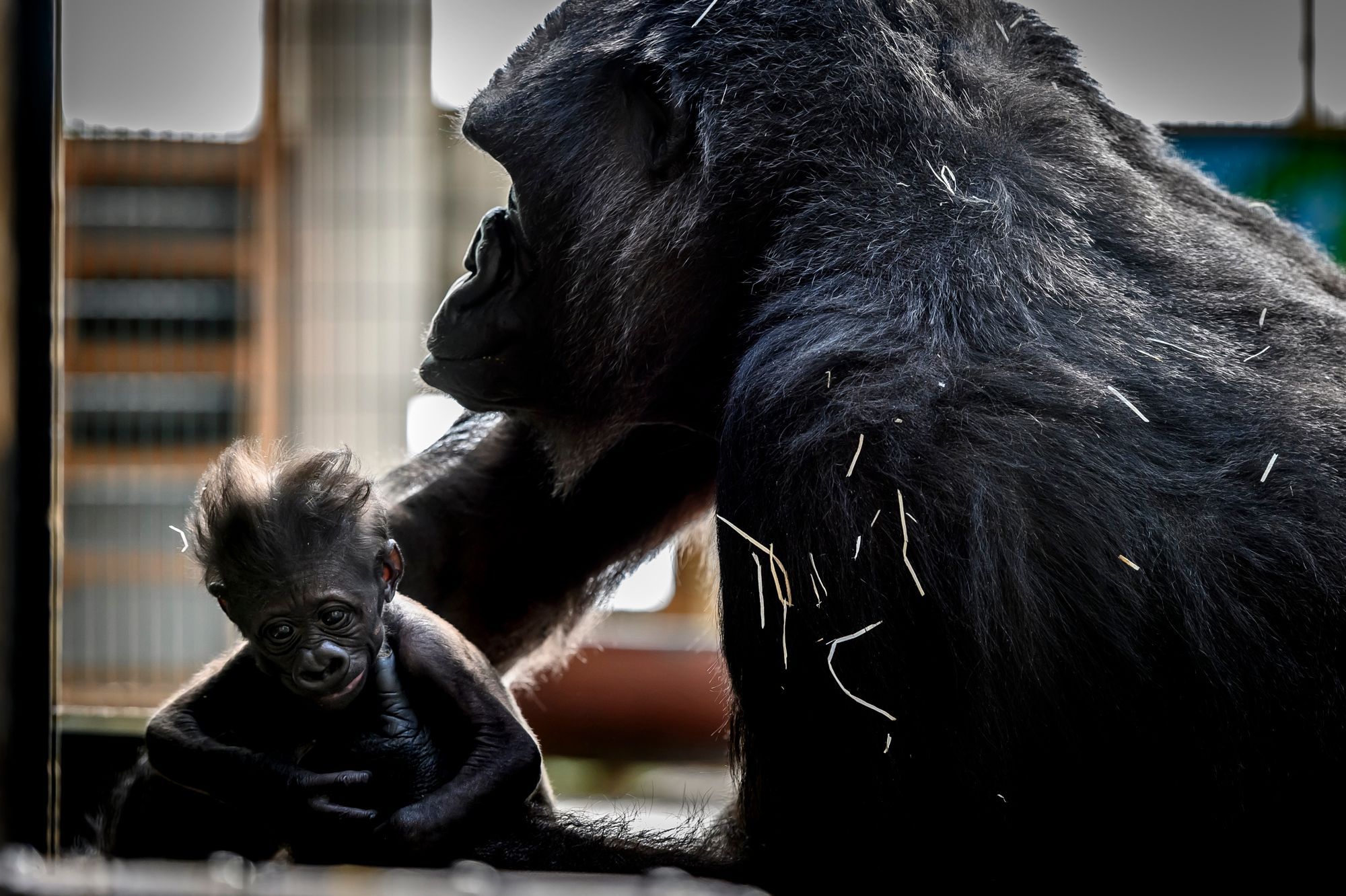 La Petite Gorille Xia Est Morte Accidentellement Au Zoo De Saint