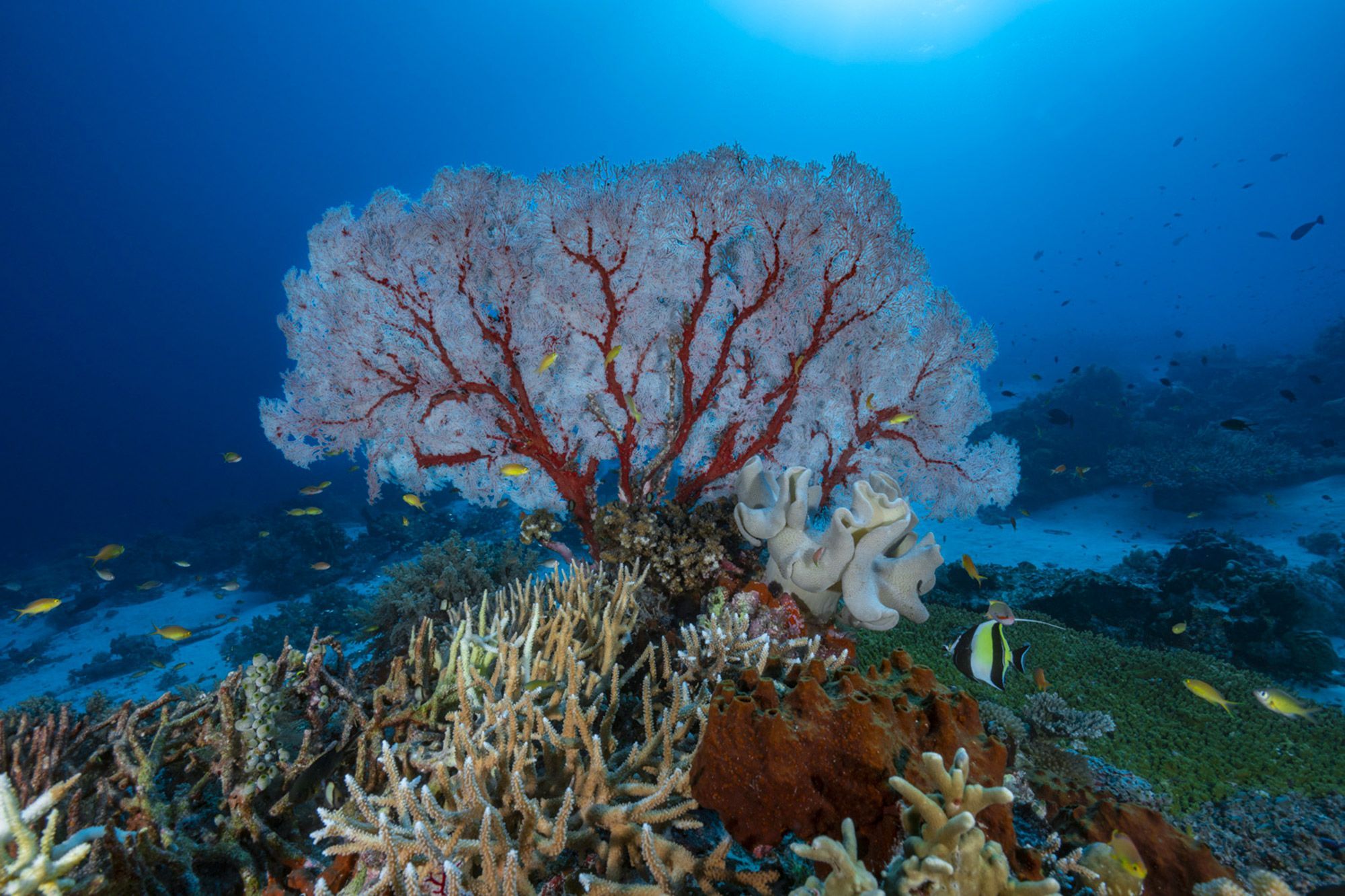 Le Corail Peut Sauver L Homme Pourtant Nous Le Detruisons
