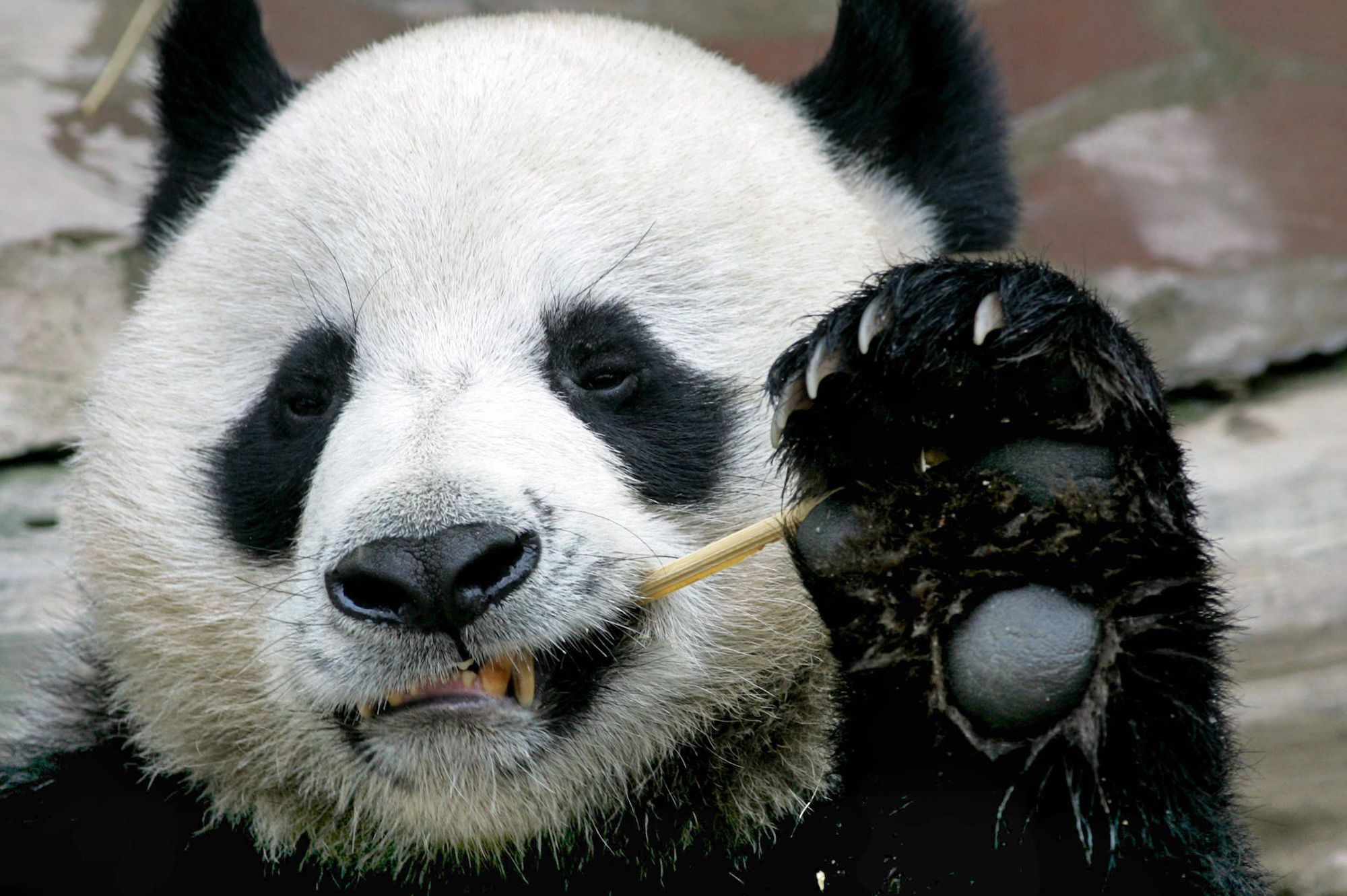 Le Panda Geant Chuang Chuang Est Mort