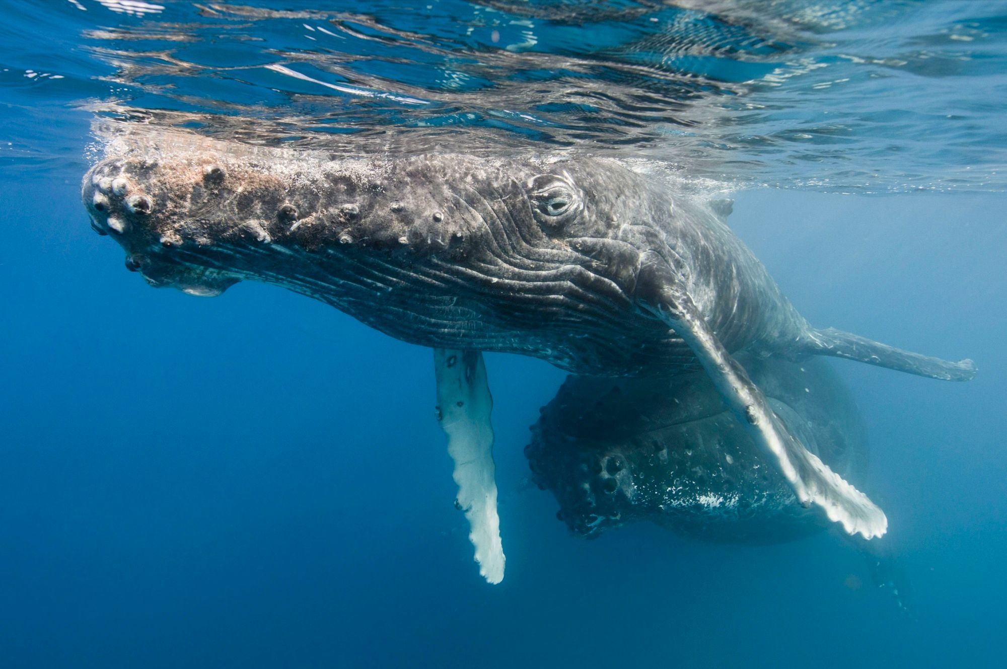 Avec Le Wwf Les Animaux Nous Les Aimons Sauvons Les La Baleine