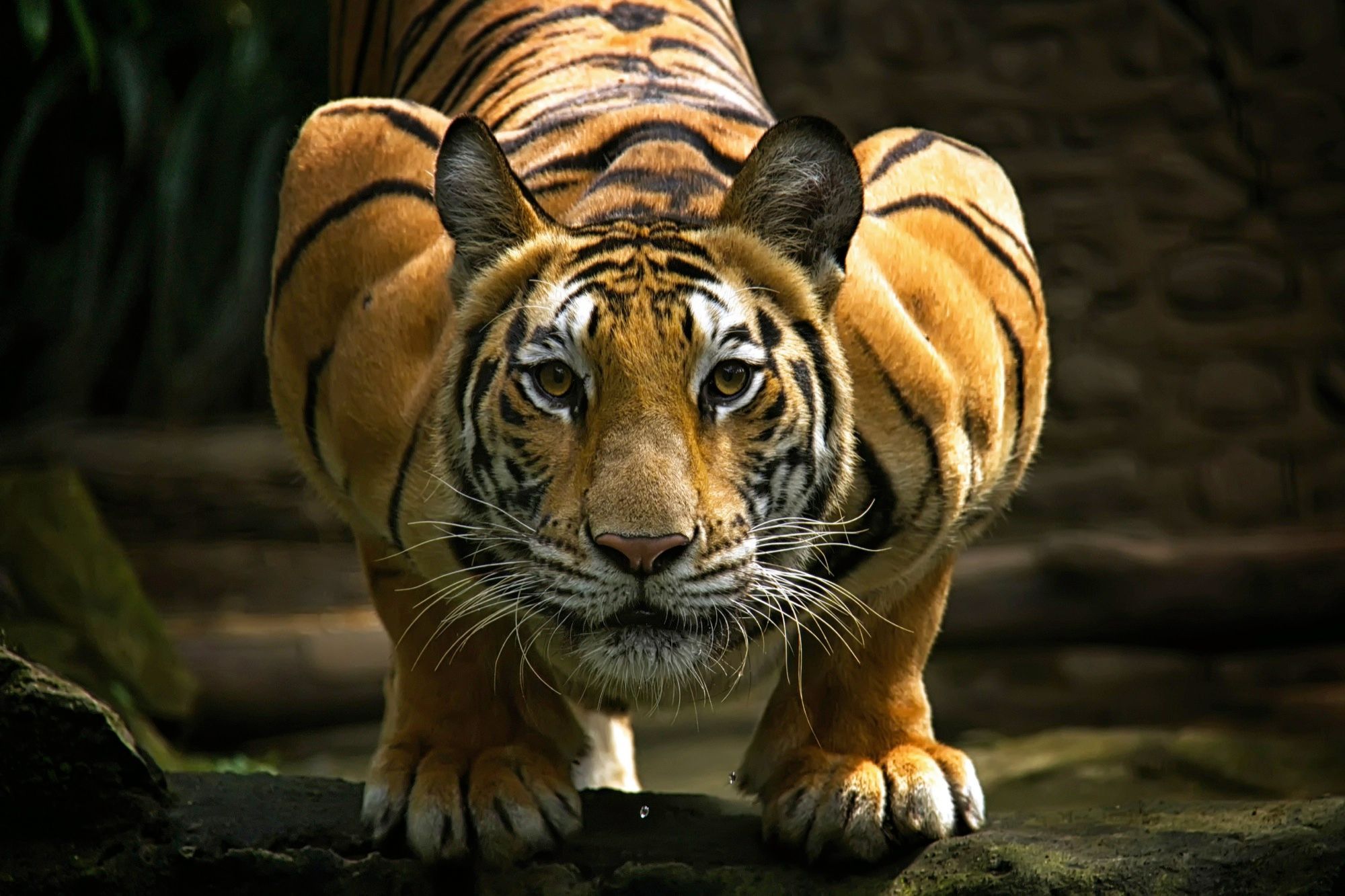 Avec Le Wwf Les Animaux Nous Les Aimons Sauvons Les Le Tigre