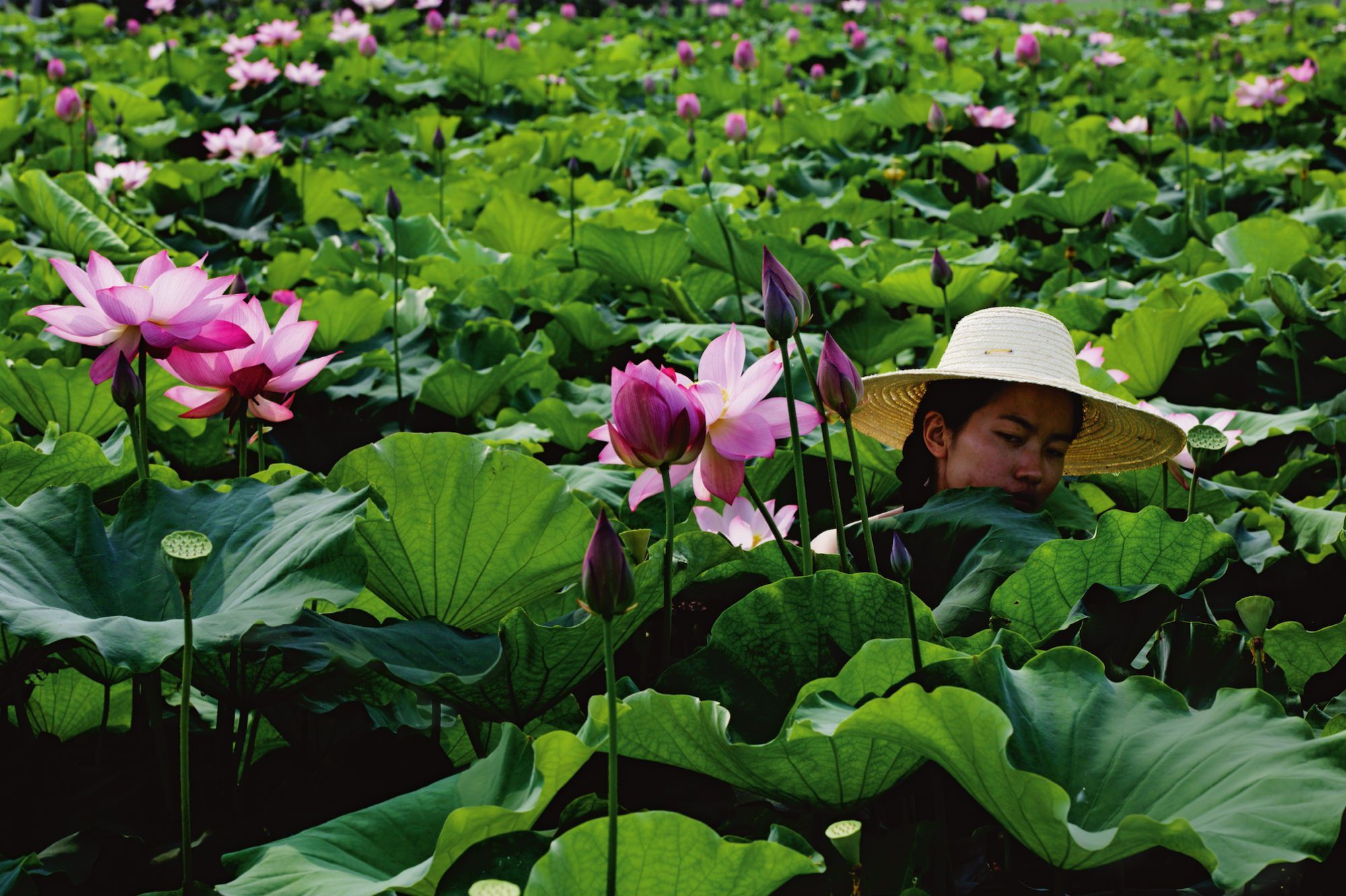 Les Deux Visages Du Lotus