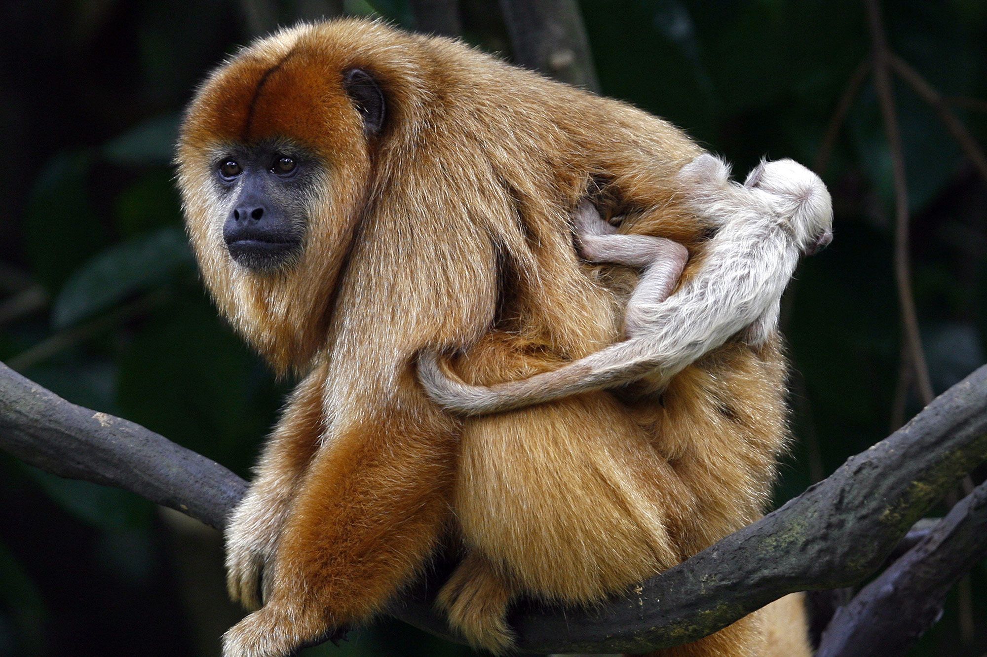 Ils Retrouvent Leur Endroit Naturel Les Singes Hurleurs Sont A Nouveau Libres Ils Retrouvent Leur Endroit Naturel Les Singes Hurleurs Sont A Nouveau Libres