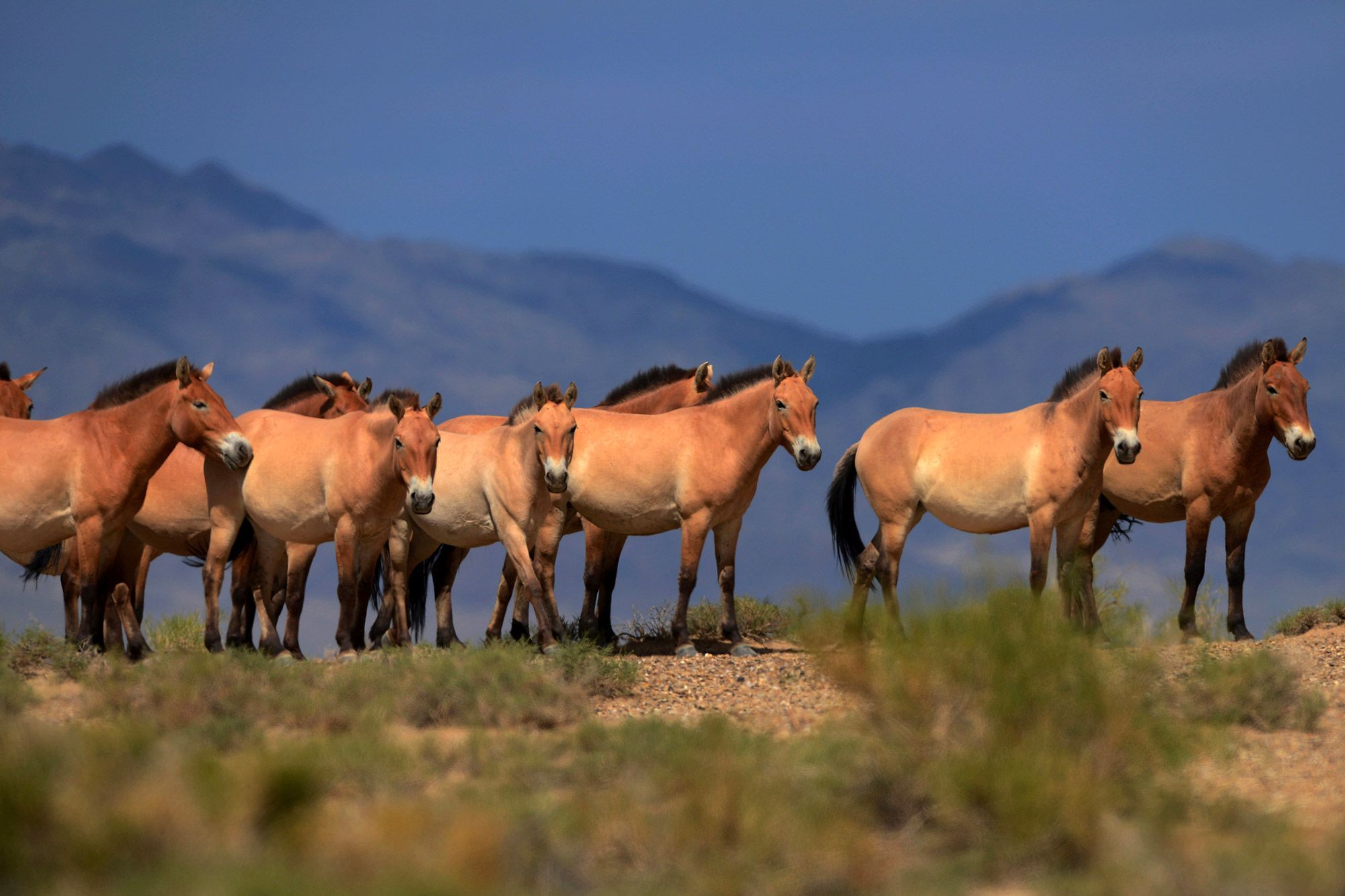 Pourquoi Il N Y A Plus De Chevaux Sauvages Sur Terre