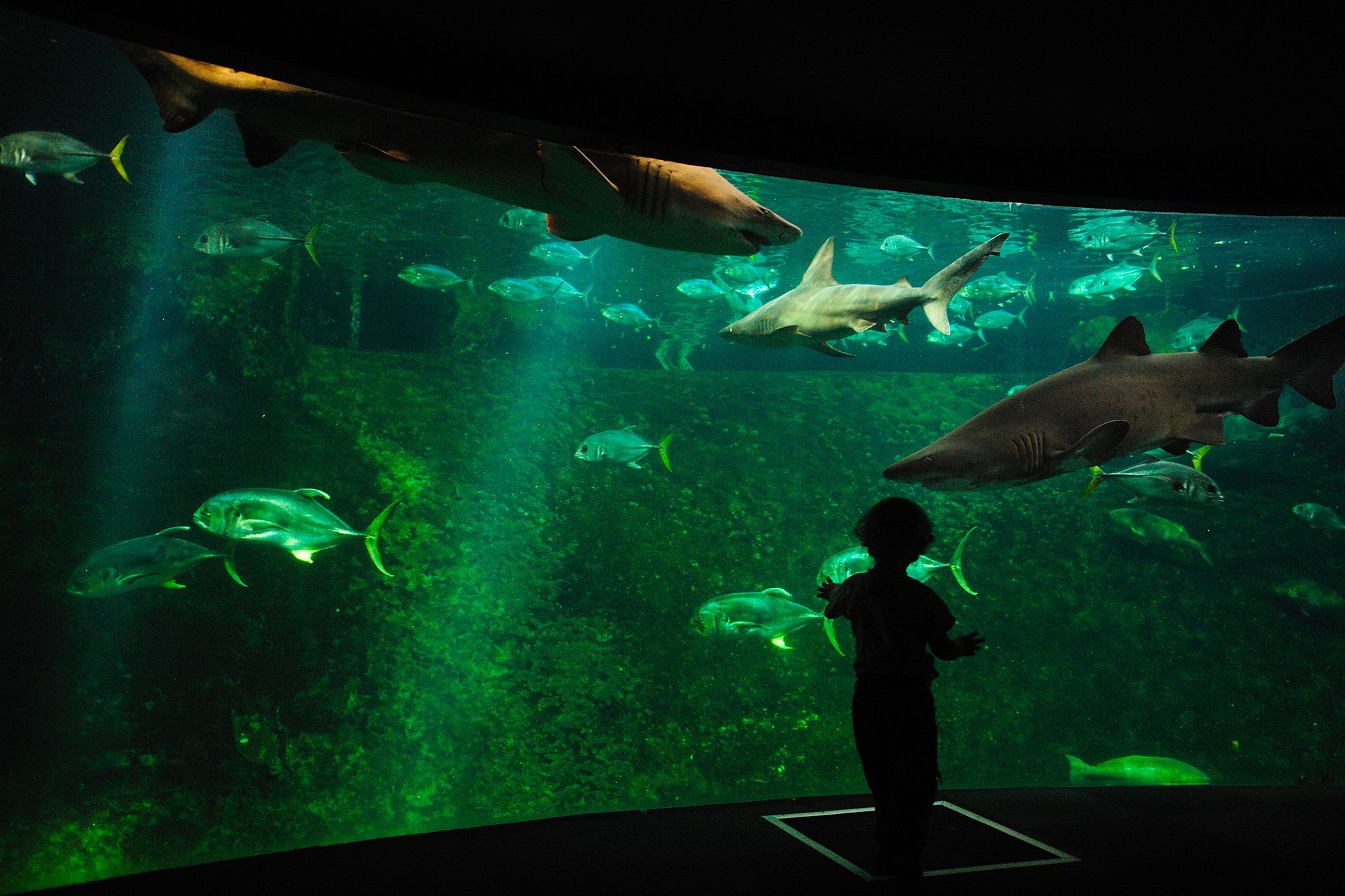 sea shepherd porte plainte contre nausicaa apres la mort des trente requins marteaux