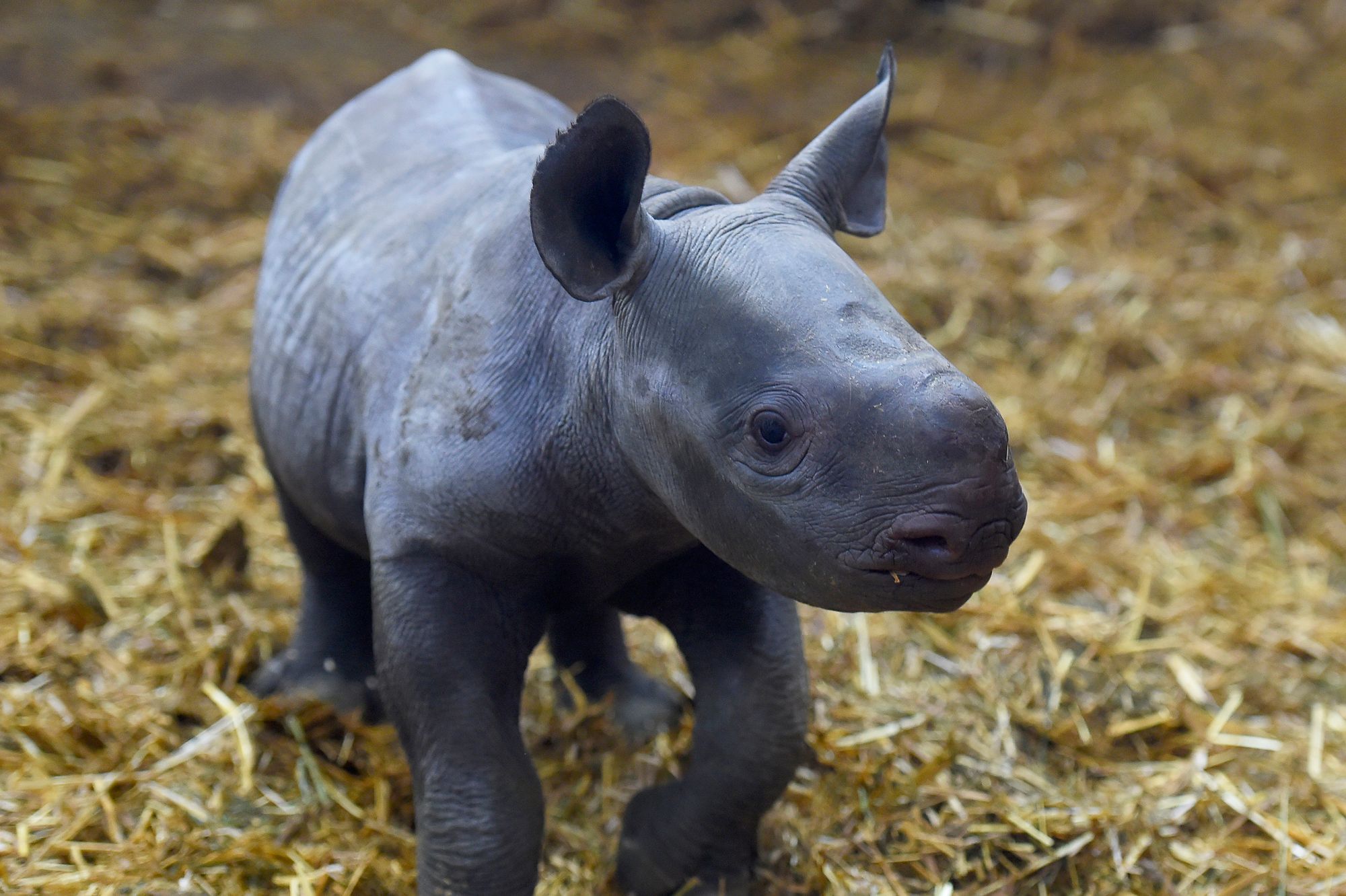 Un Bebe Rhinoceros Noir Est Ne Au Zoo Du Bassin D Arcachon Un Bebe Rhinoceros Noir Est Ne Au Zoo Du Bassin D Arcachon
