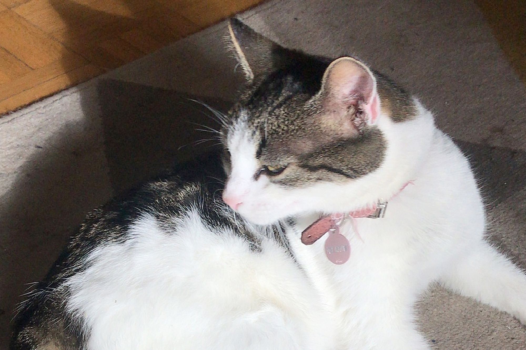 Une Chatte Enterree Vivante Apres Avoir Recu Des Coups De Pelle En Bretagne Une Chatte Enterree Vivante Apres Avoir Recu Des Coups De Pelle En Bretagne