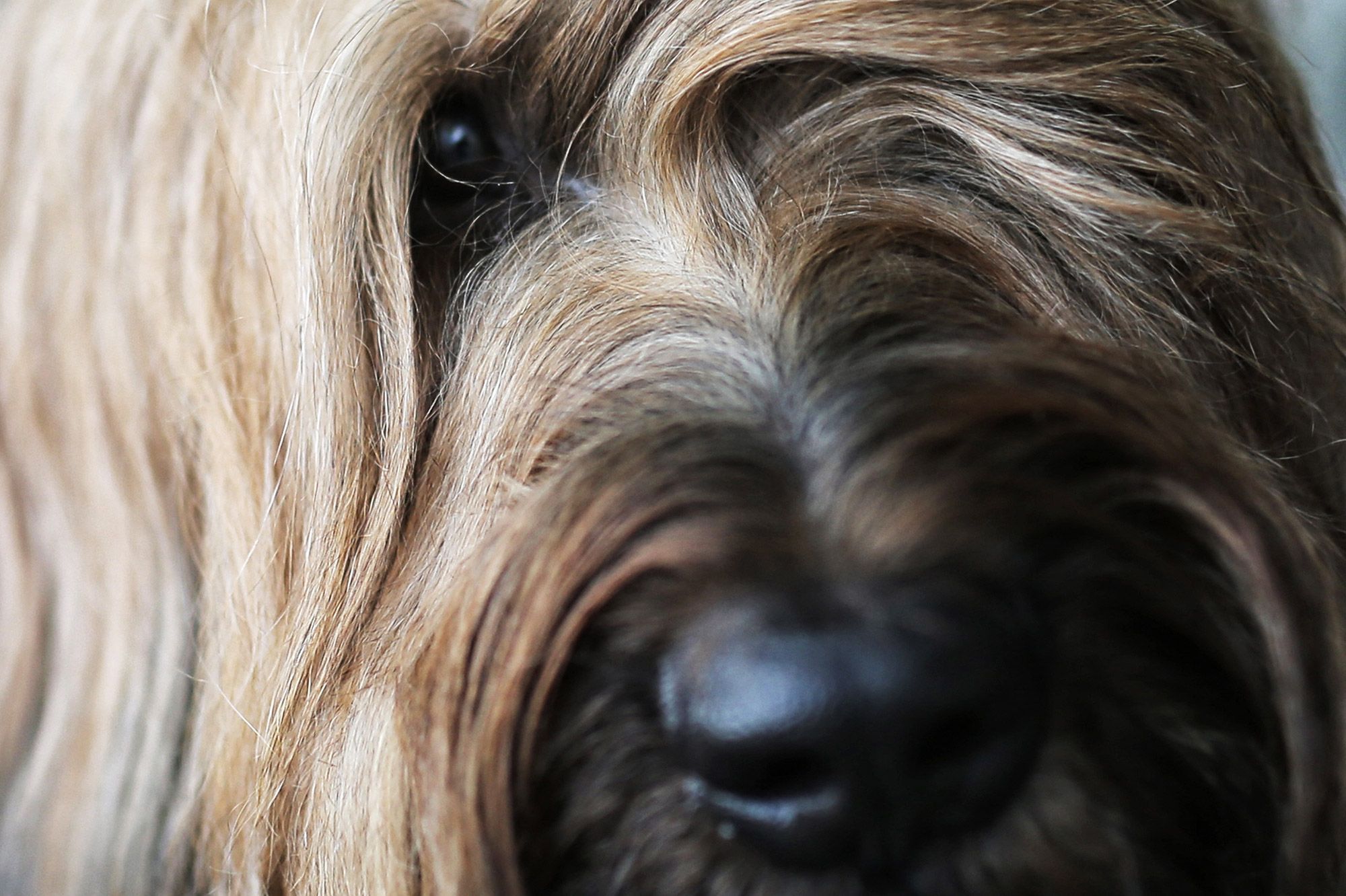 Elle Enferme Son Chien Dans La Cuisine Et Le Laisse Mourir De Faim Et De Soif