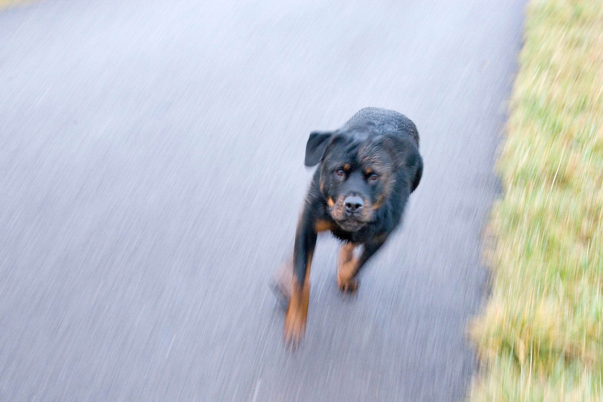 Oise Une Enfant De Trois Ans Blessee Grievement Par Un Chien Rottweiler