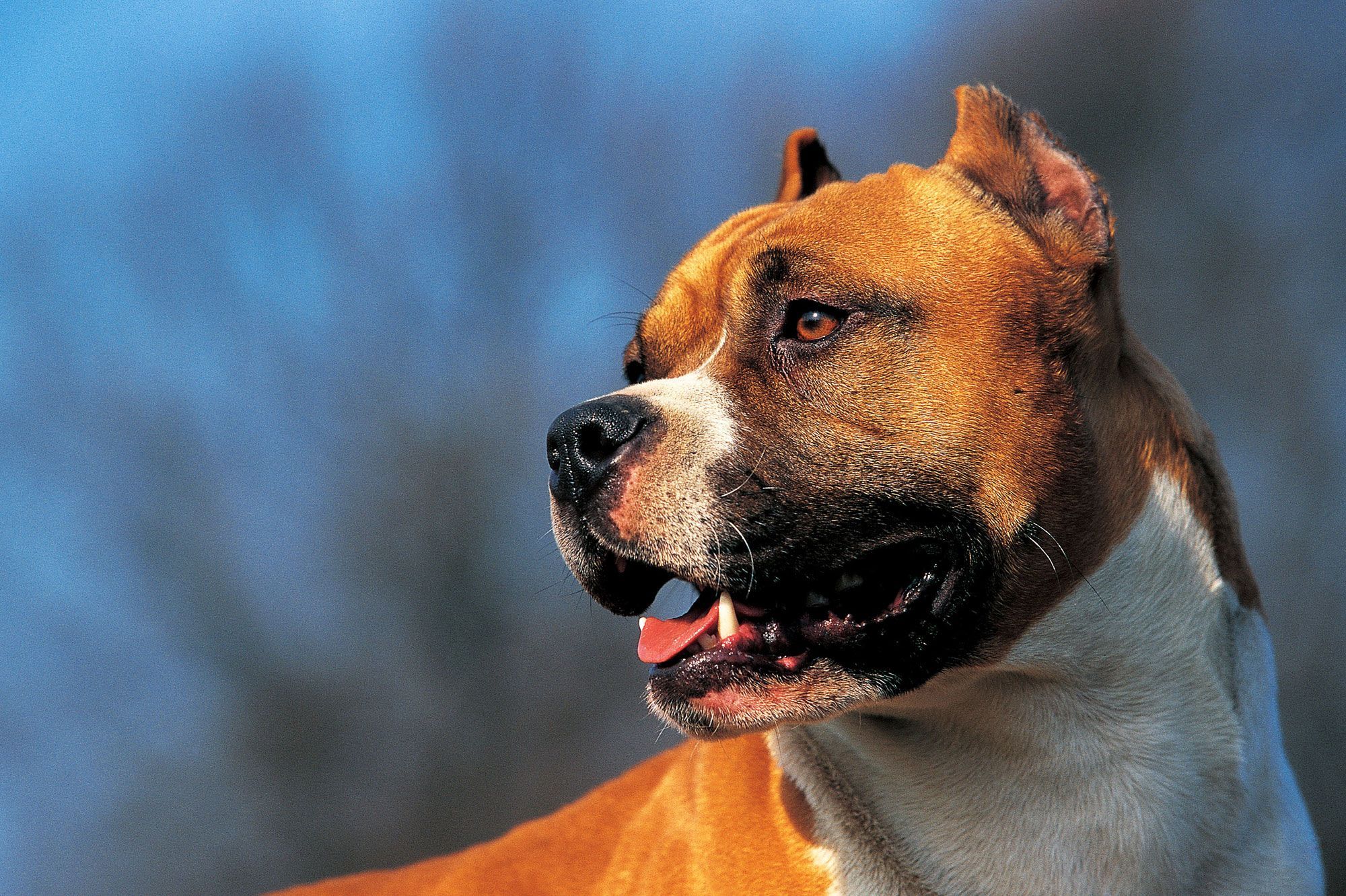 Un Enfant De 18 Mois Tue Par Un Chien En Alsace