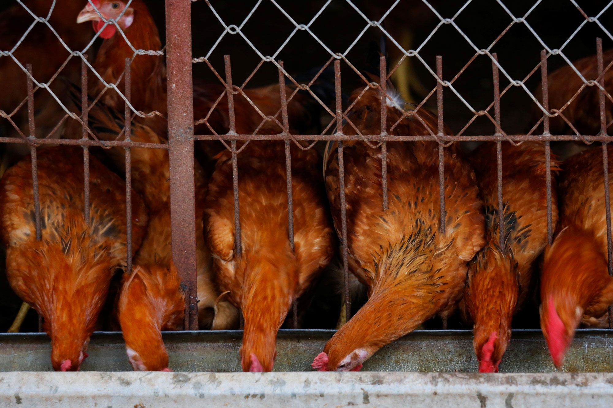 Bretagne Un Renard Tué Par Des Poules Dans Un Poulailler