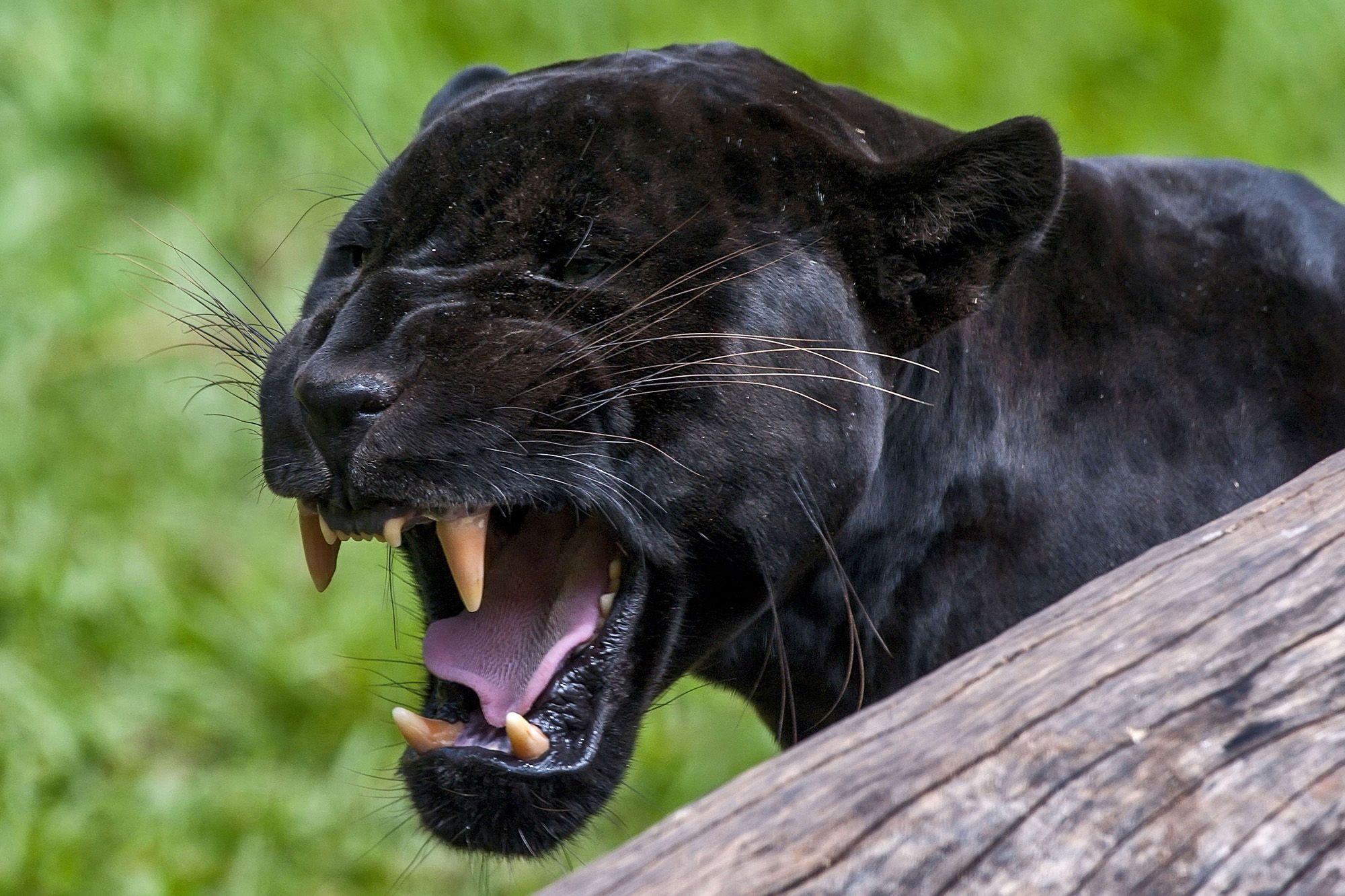 Chasse A La Panthere Noire En Espagne