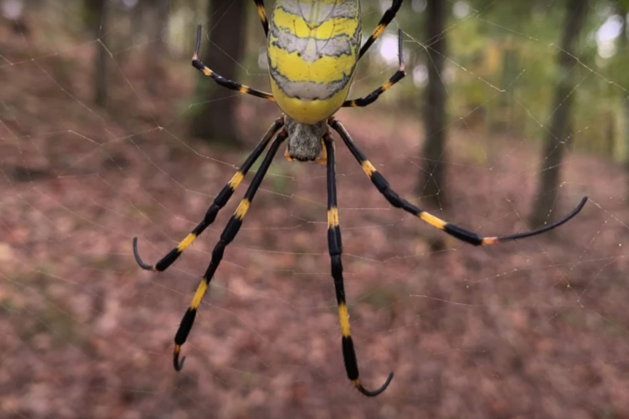 Des Araignees Multicolores Prennent Le Sud Des Etats Unis Dans Leurs Toiles