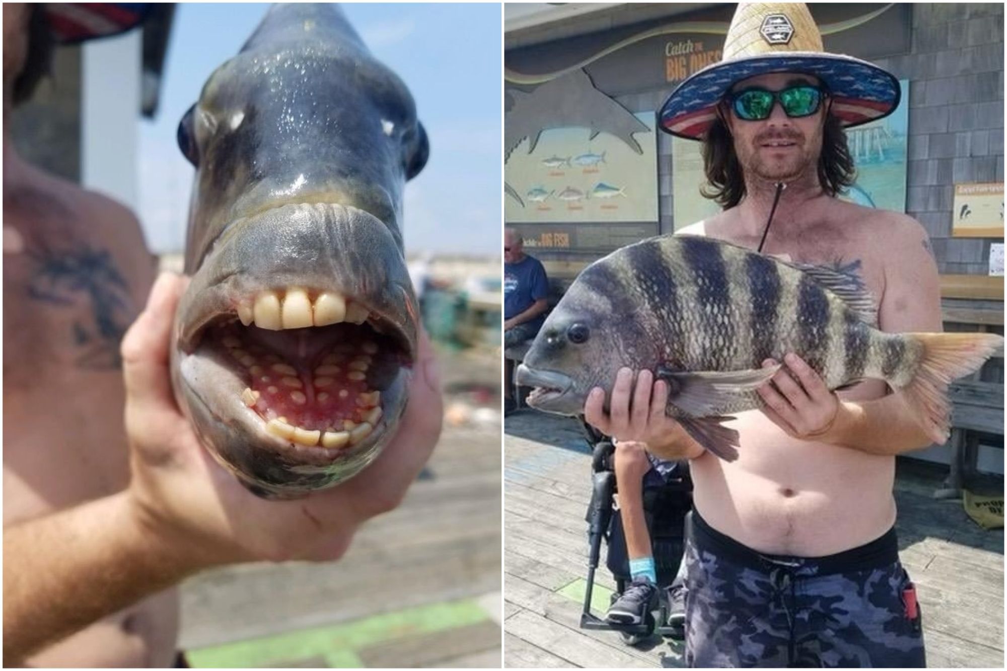 Drole De Poisson Peche En Caroline Du Nord