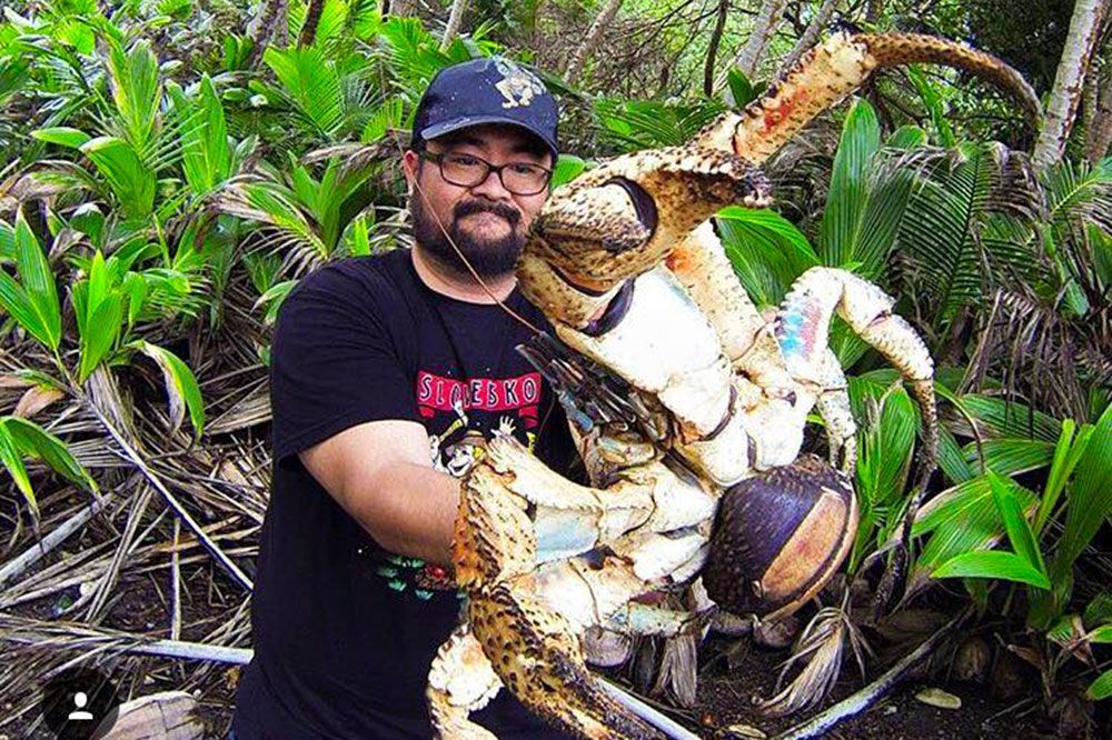 Il Se Nourrit D Animaux Morts Nbsp Un Gigantesque Specimen De Crabe De Cocotier