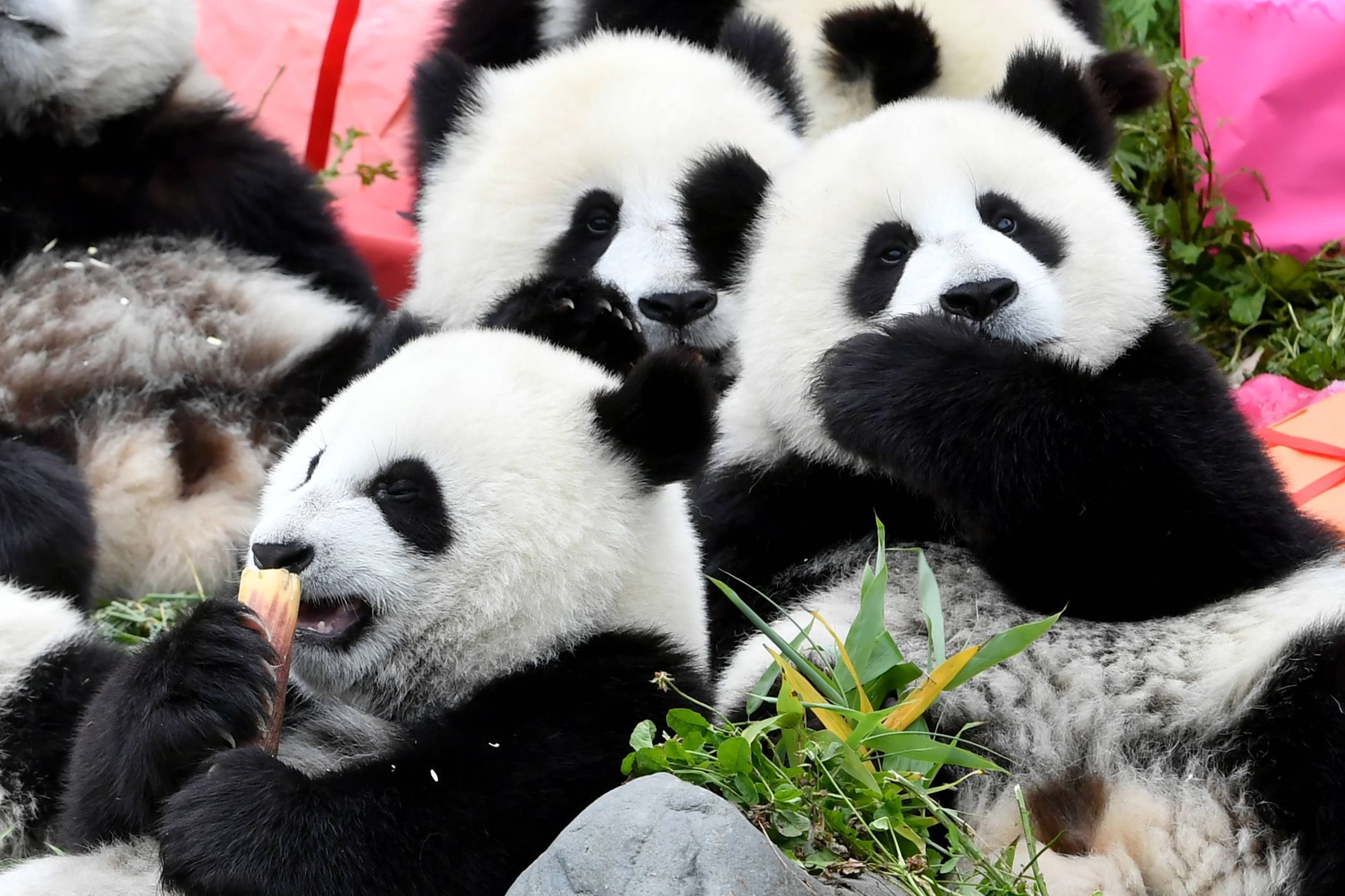 Le Joyeux Anniversaire Des Pandas En Chine