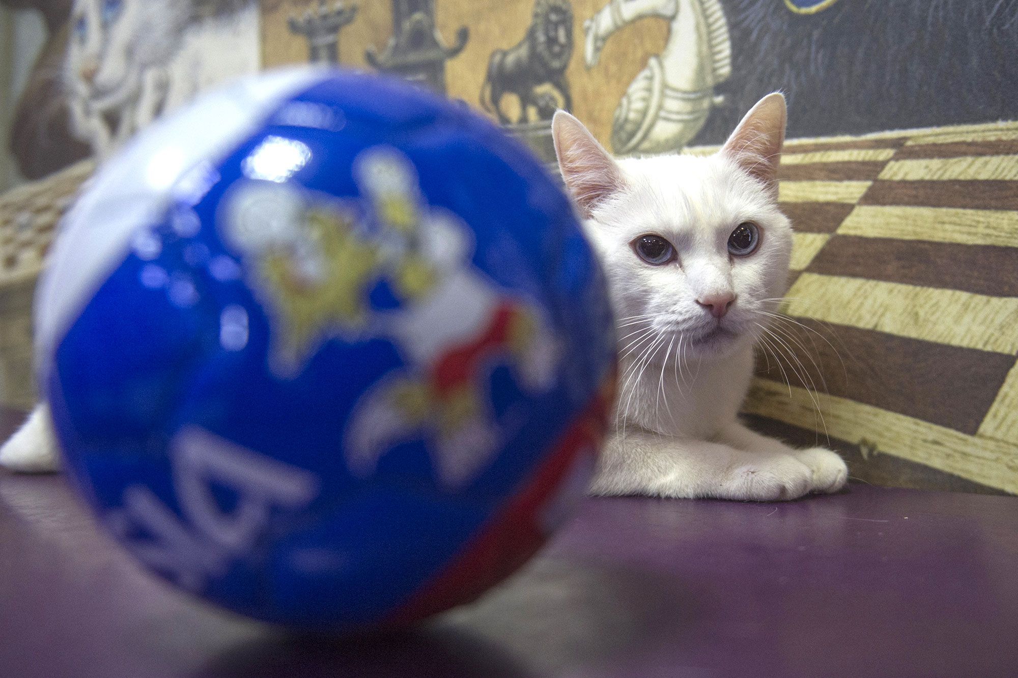 Coupe Du Monde 18 Apres Paul Le Poulpe Achille Le Chat Sourd