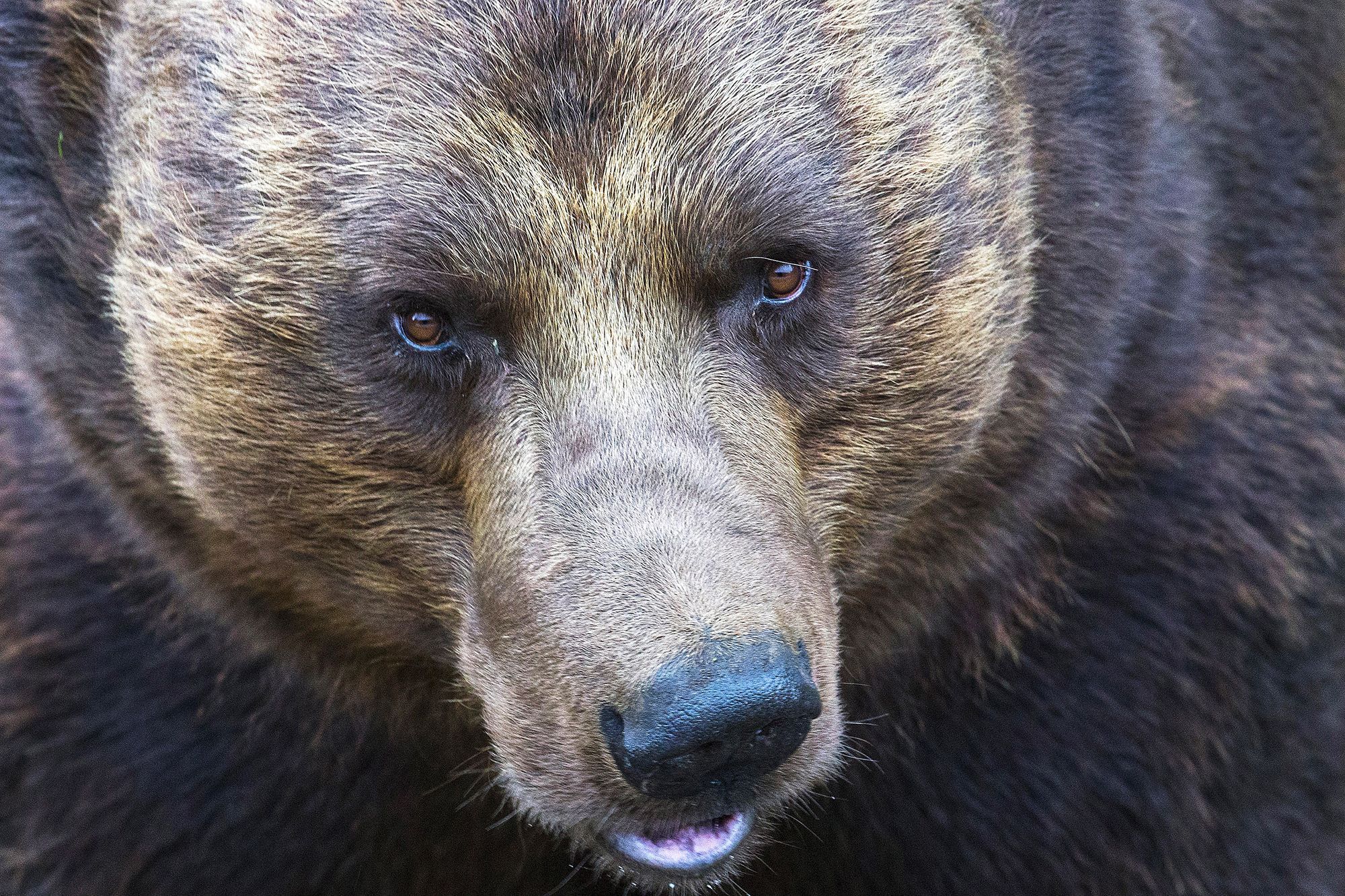 Un Campeur Se Reveille La Tete Dans La Gueule D Un Ours