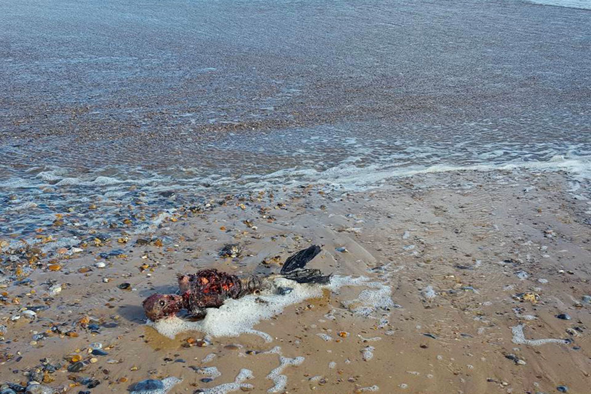 Un Homme Clame Avoir Trouve Un Cadavre De Sirene Un Homme Clame Avoir Trouve Un Cadavre De Sirene