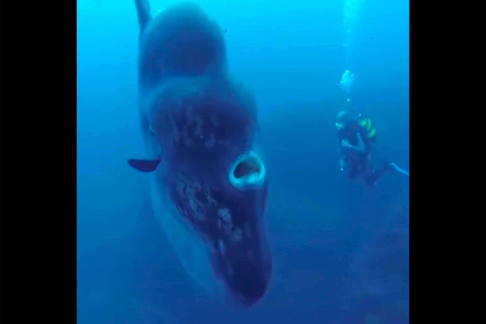 Un Poisson Lune Geant Filme Au Portugal