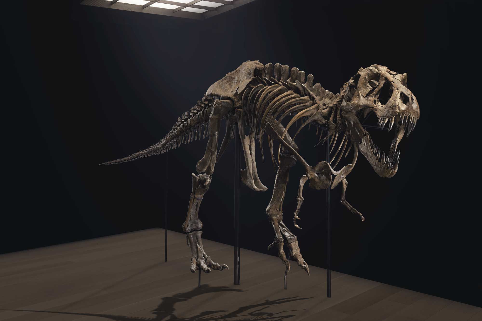 Un Squelette De T Rex Vieux De 67 Millions D Annees Est A Vendre A New York