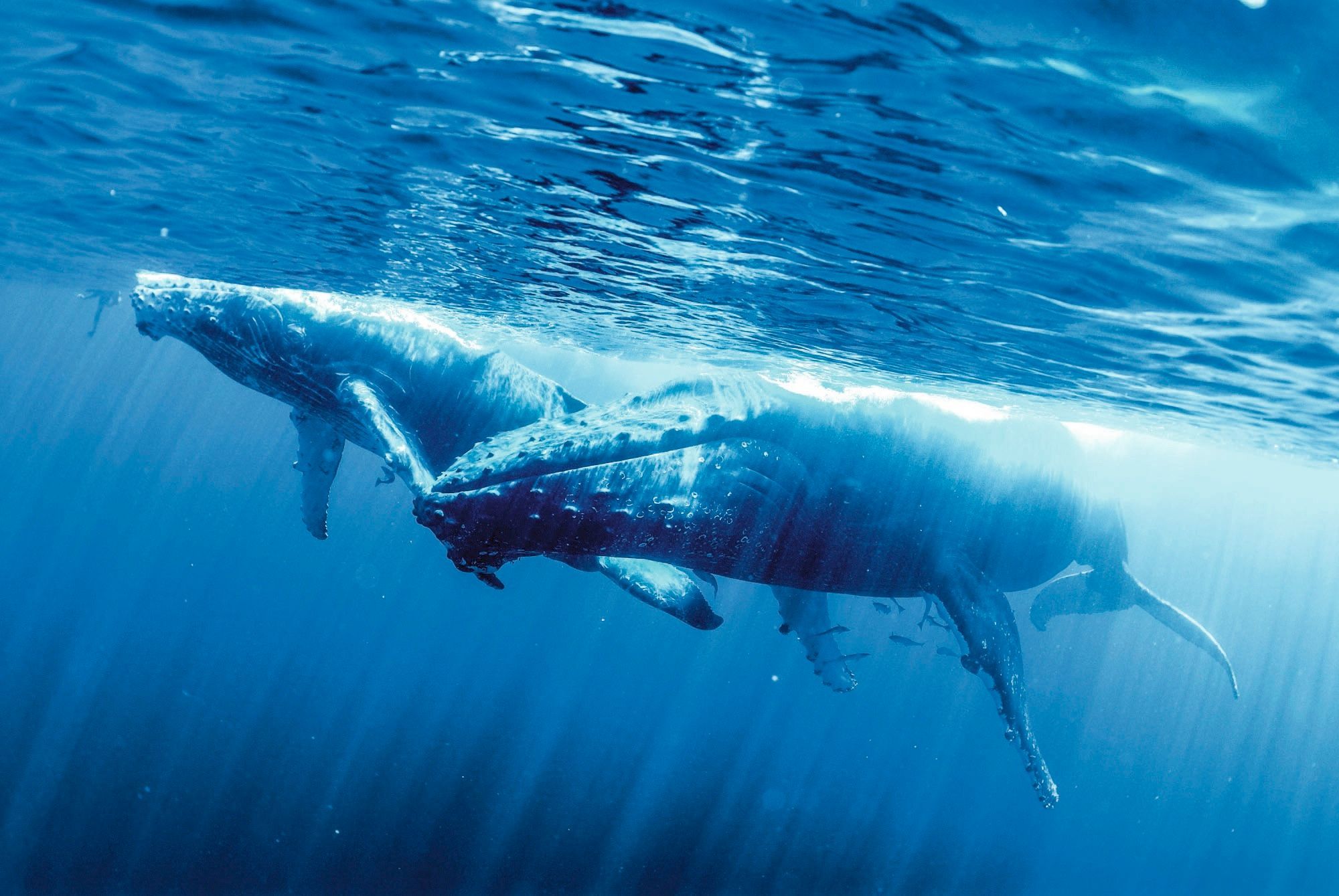 les baleines