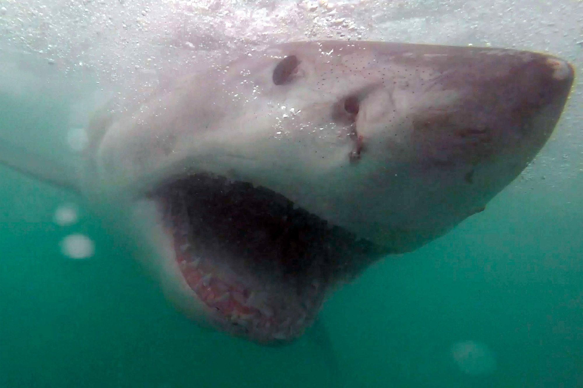 Californie Un Pecheur Au Harpon Attaque Par Un Grand Requin Blanc