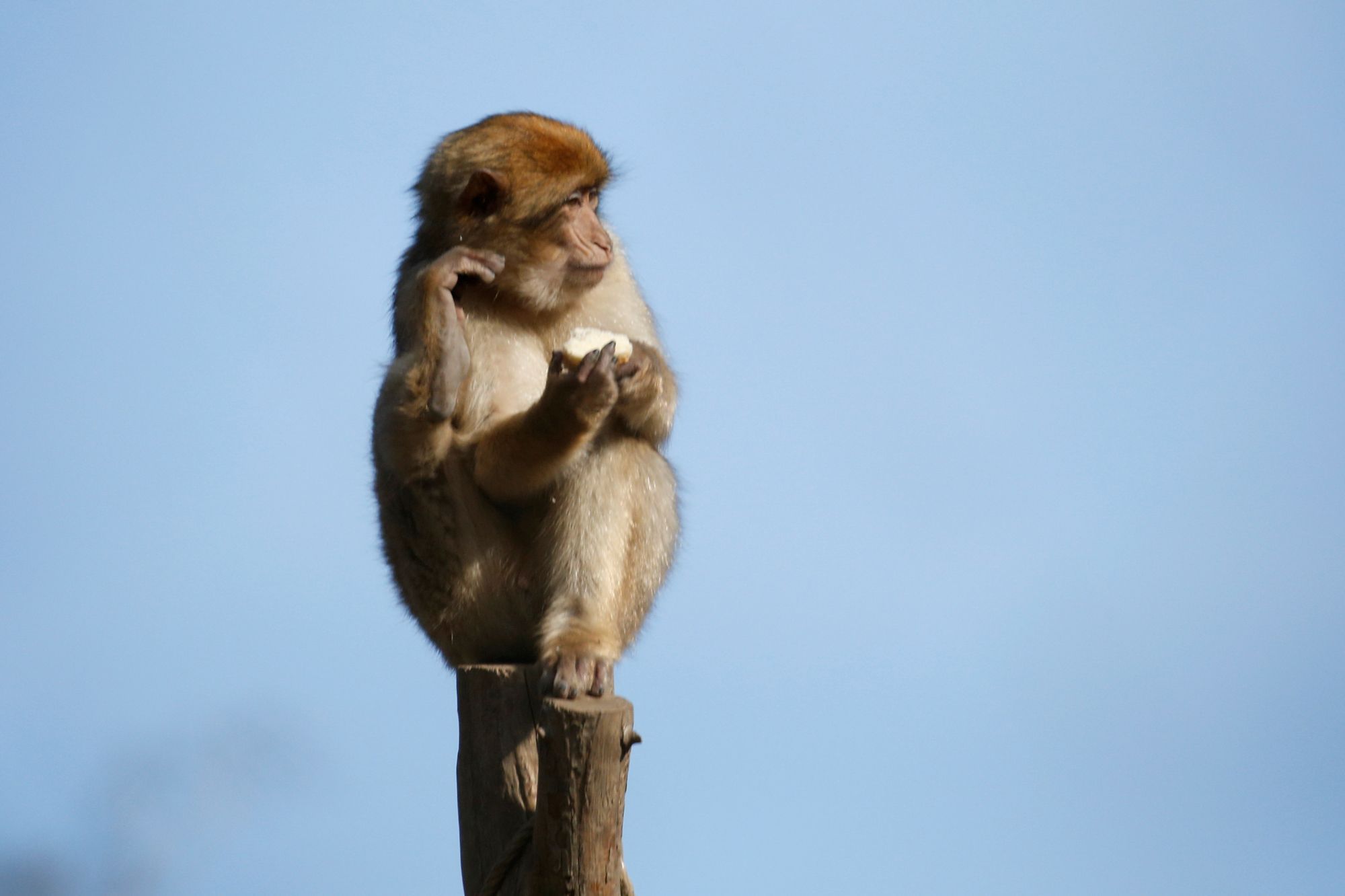 Inde Enleve Par Un Singe Un Bebe Retrouve Mort