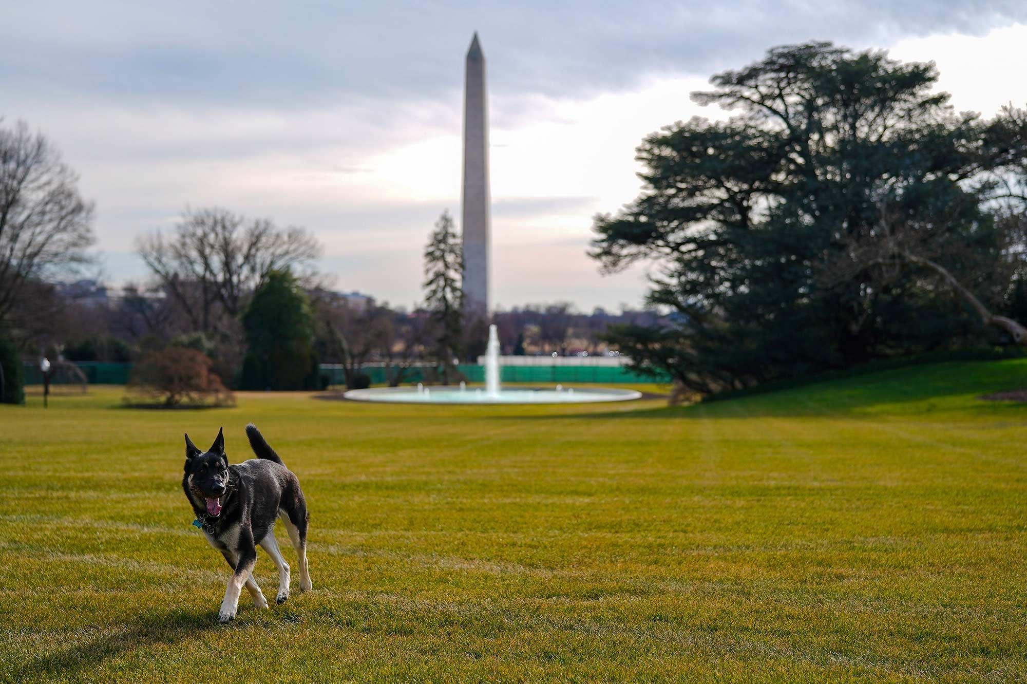 Major Et Champ Les Chiens Des Biden Sont Arrives A La Maison Blanche