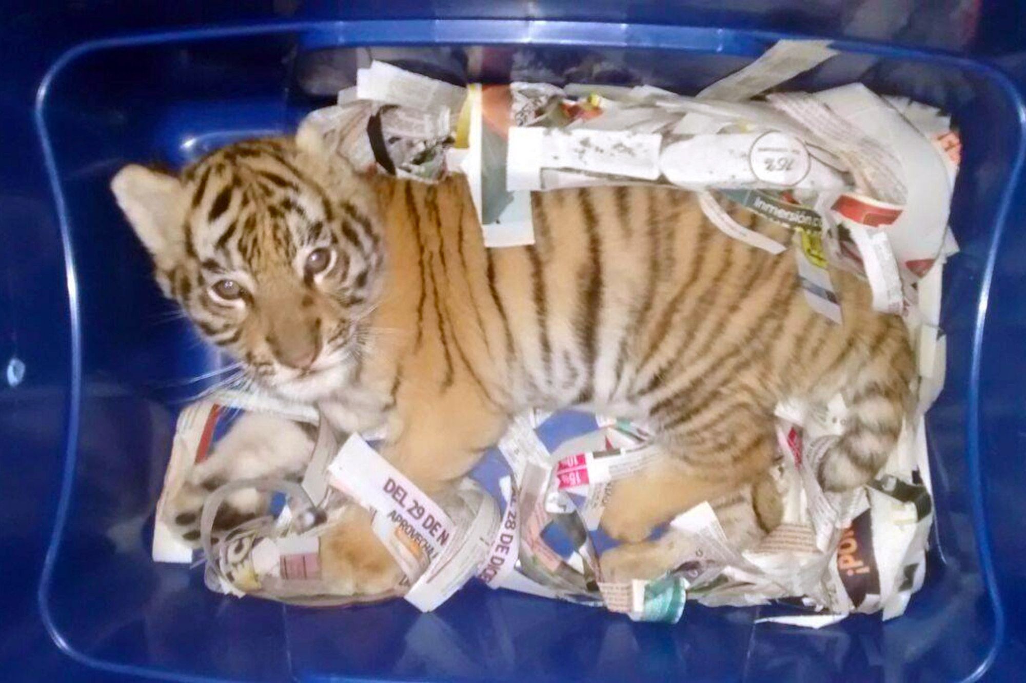 Un Bebe Tigre Du Bengale Decouvert Dans Une Caisse En Plastique