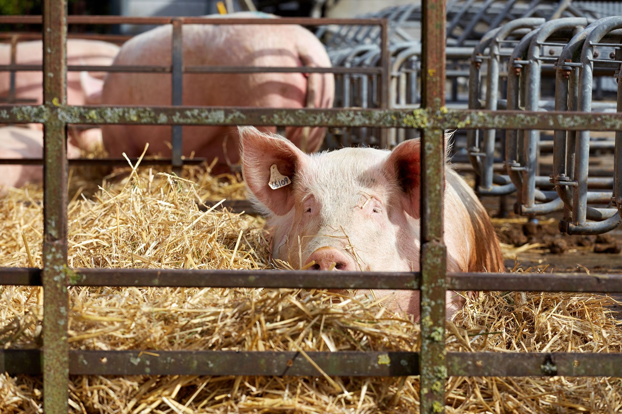 Premiere Mondiale Le Rein D Un Porc A Fonctionne Chez Un Humain
