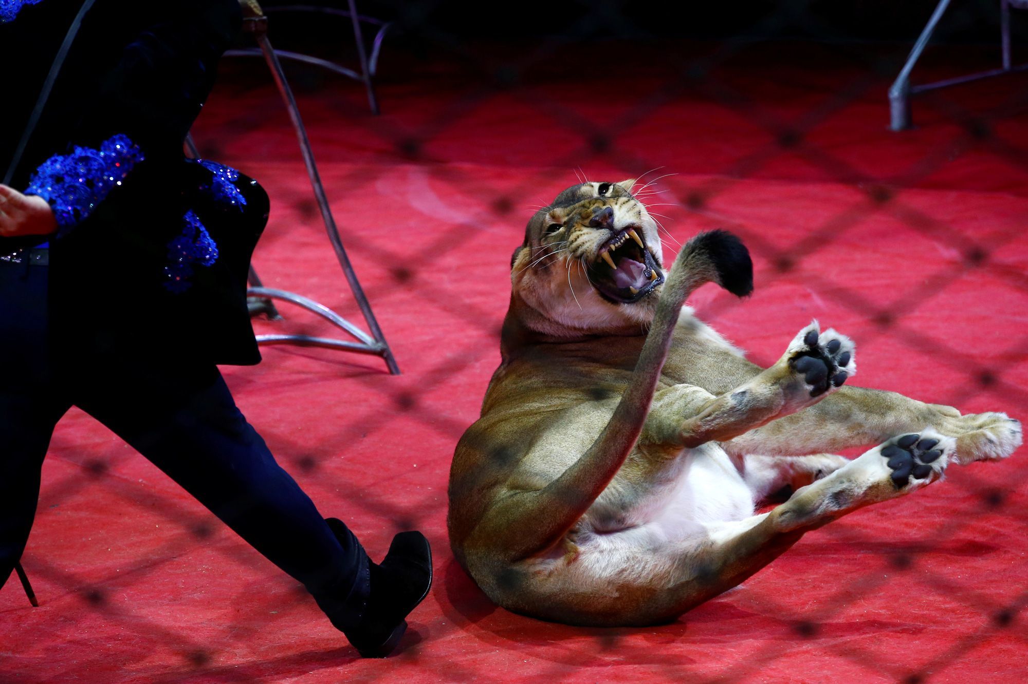 Cirque Avec Animaux Des Associations Veulent L Interdire Les Professionnels Ripostent