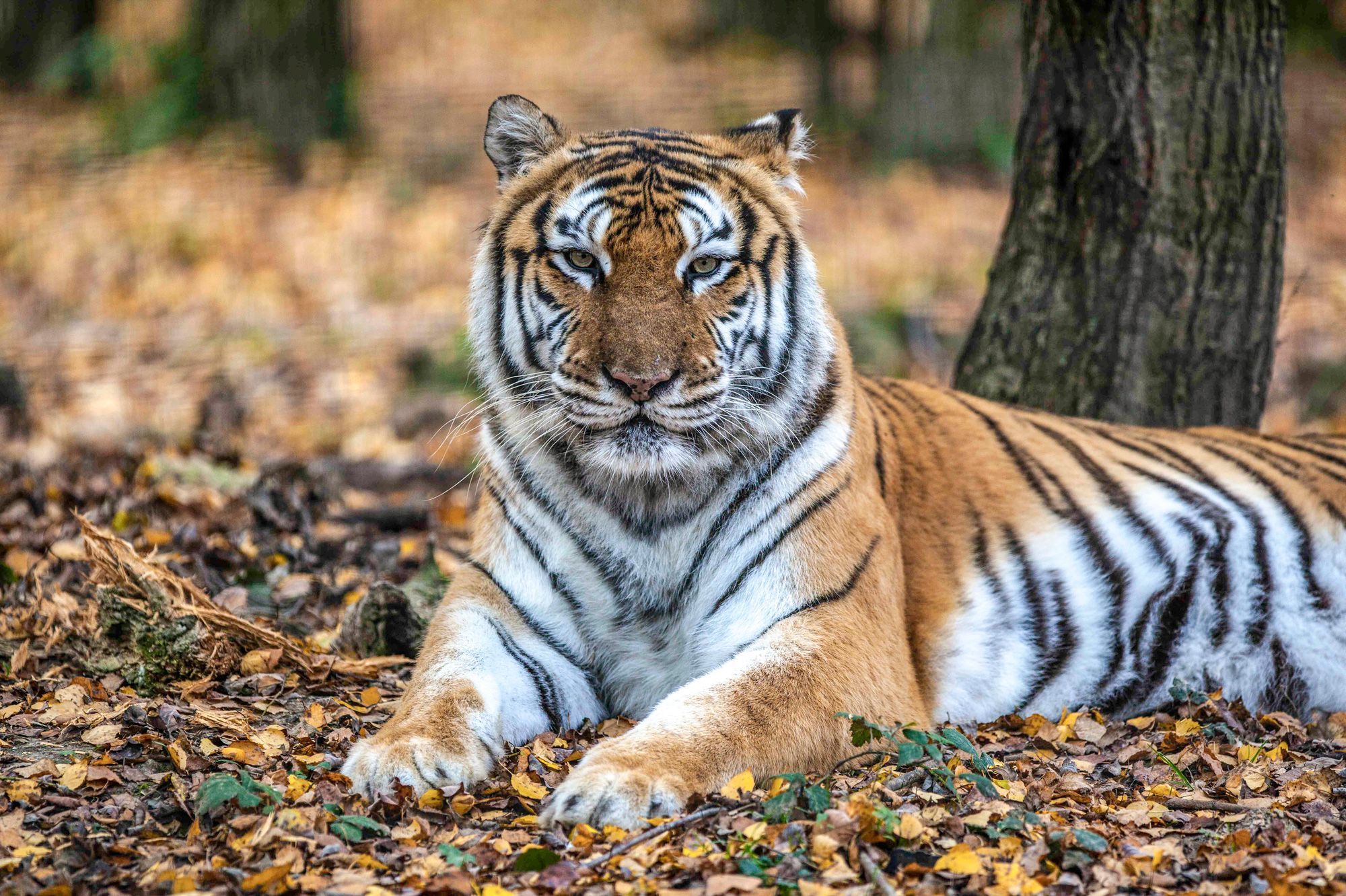 Echappe D Un Cirque Un Tigre Abattu A Paris