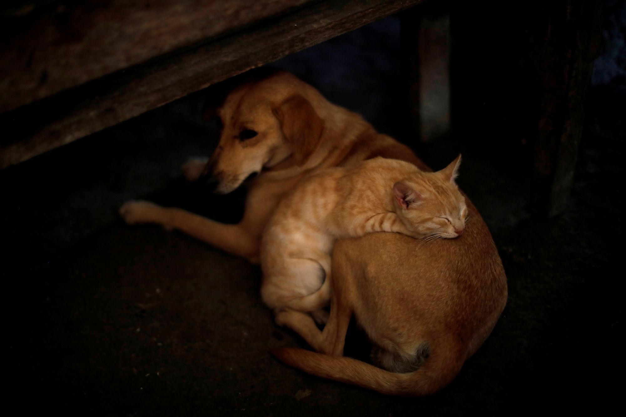 Gare Au Gel Hydroalcoolique Sur Les Chiens Et Les Chats