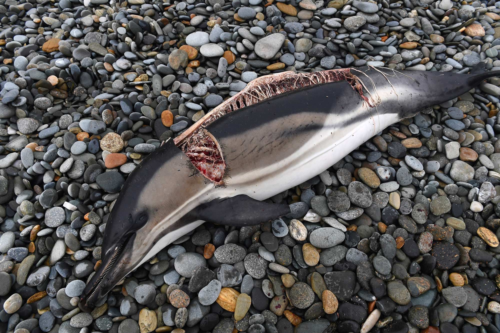 Un Dauphin Depece Decouvert Sur Une Plage Du Finistere