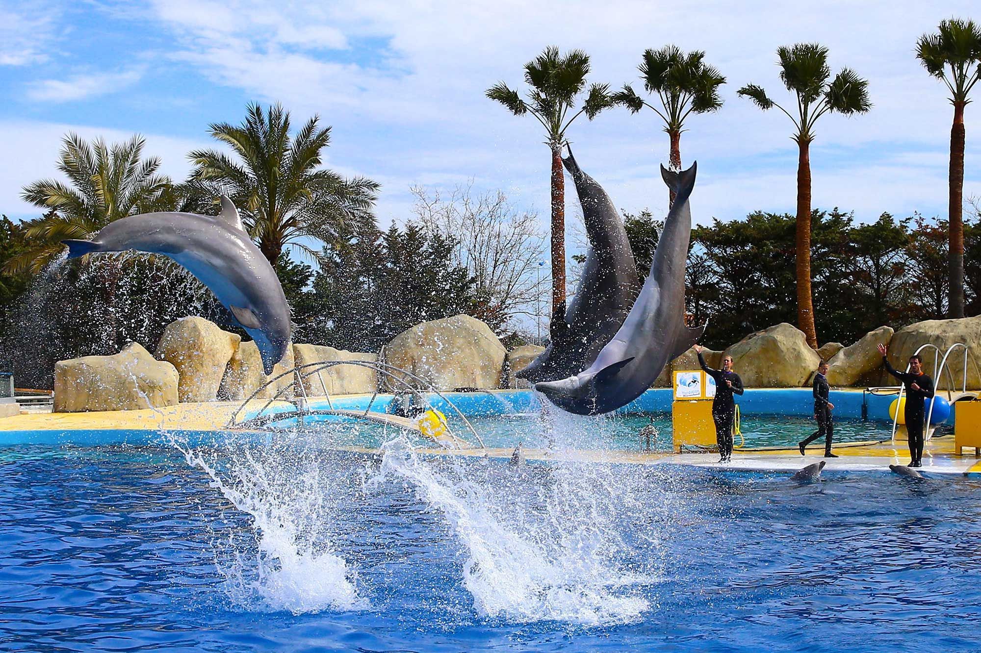 Un Dauphin Ne A Marineland Donne Naissance A Un Bebe Une Premiere Pour Le Parc