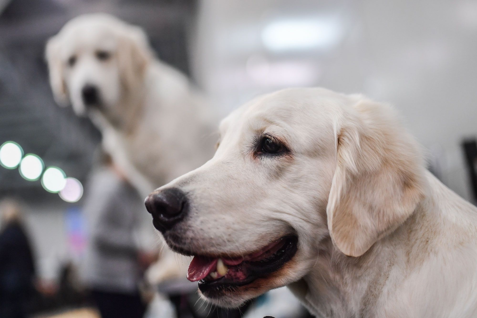 Une Vente Aux Enchères De 300 Chiens Finalement Annulée