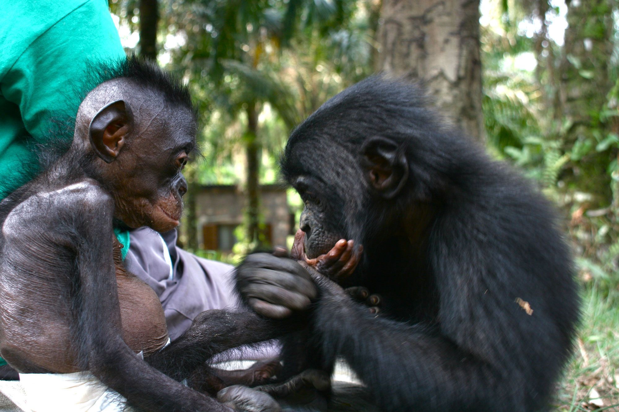 Bonobos Au Congo Lomela La Petite Orpheline Sauvee D Une Mort Certaine