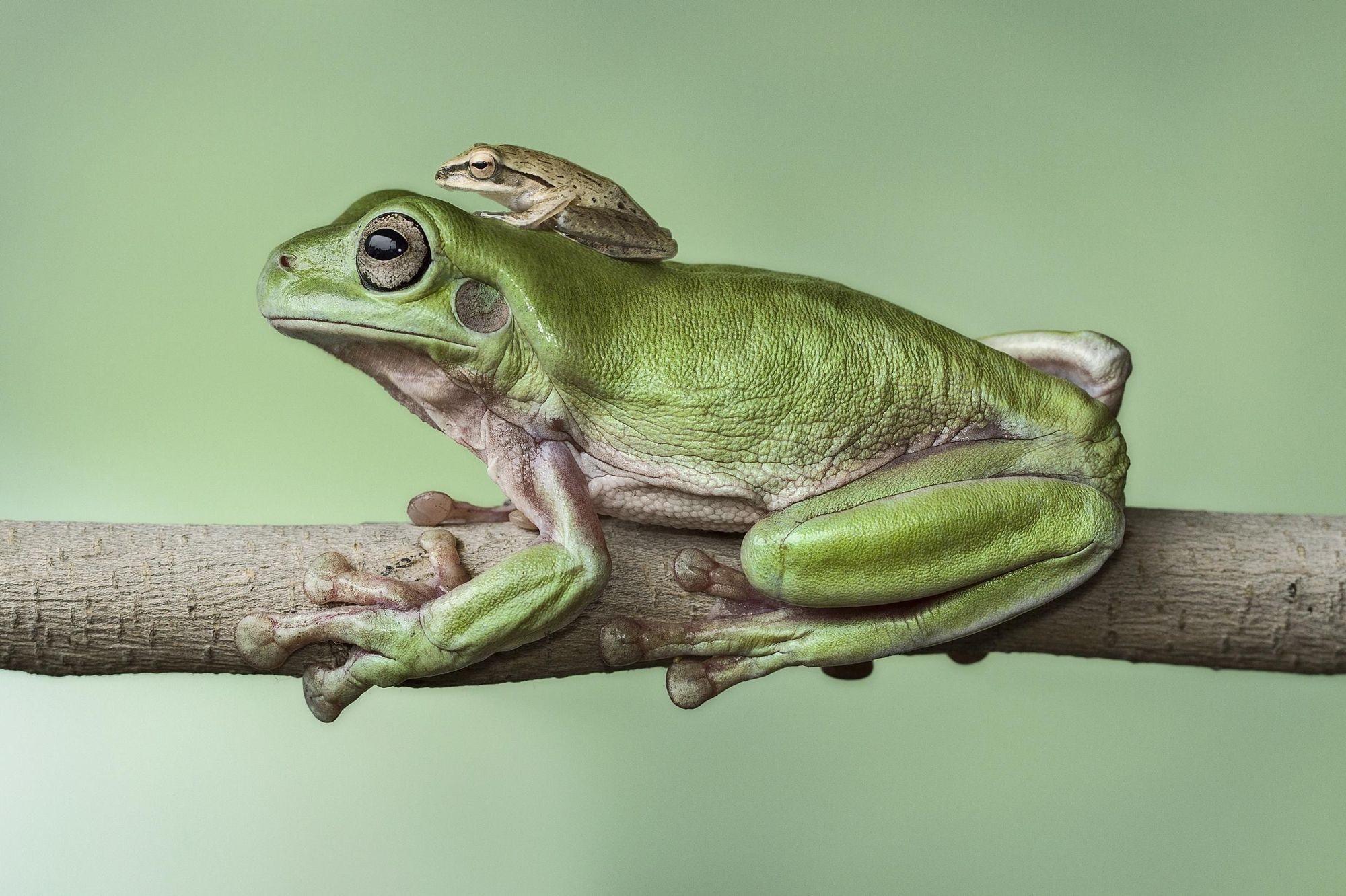 Decouverte En Indonesie Une Grenouille Accouche De Ses Tetards