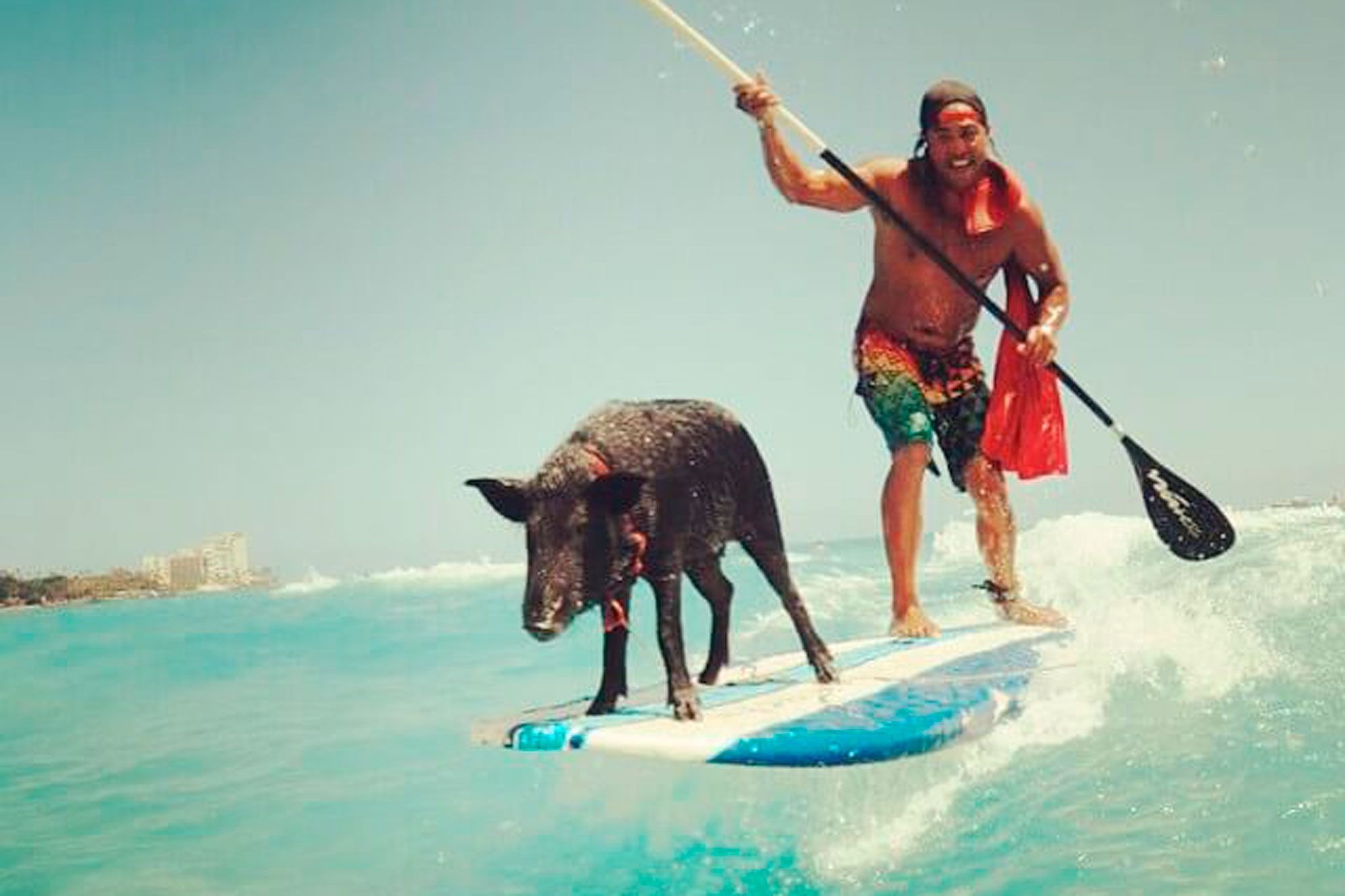 Ce Cochon Est Un Surfeur Comme Les Autres A Hawai