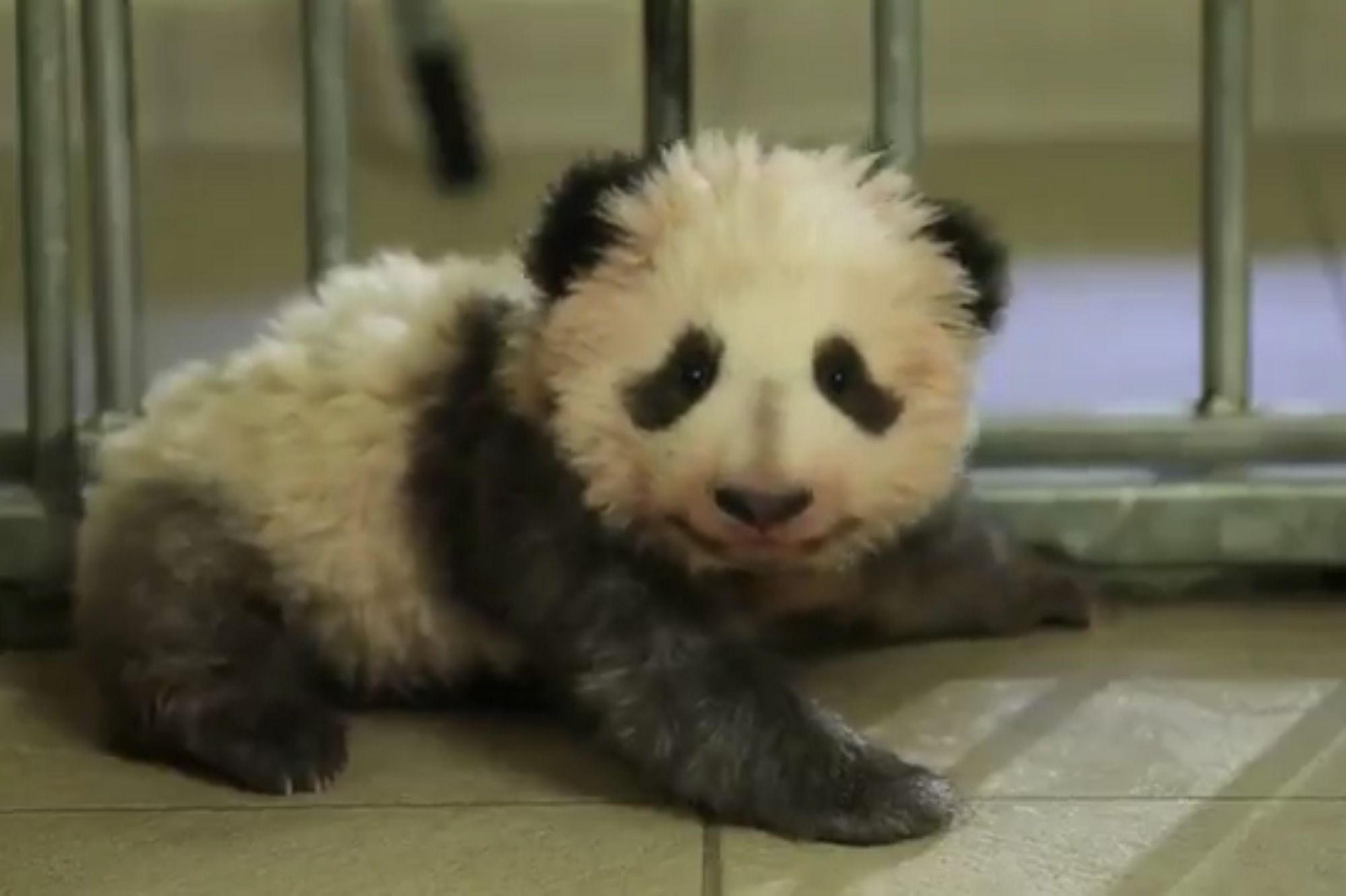 En Video Les Premiers Pas Du Petit Bebe Panda De Beauval